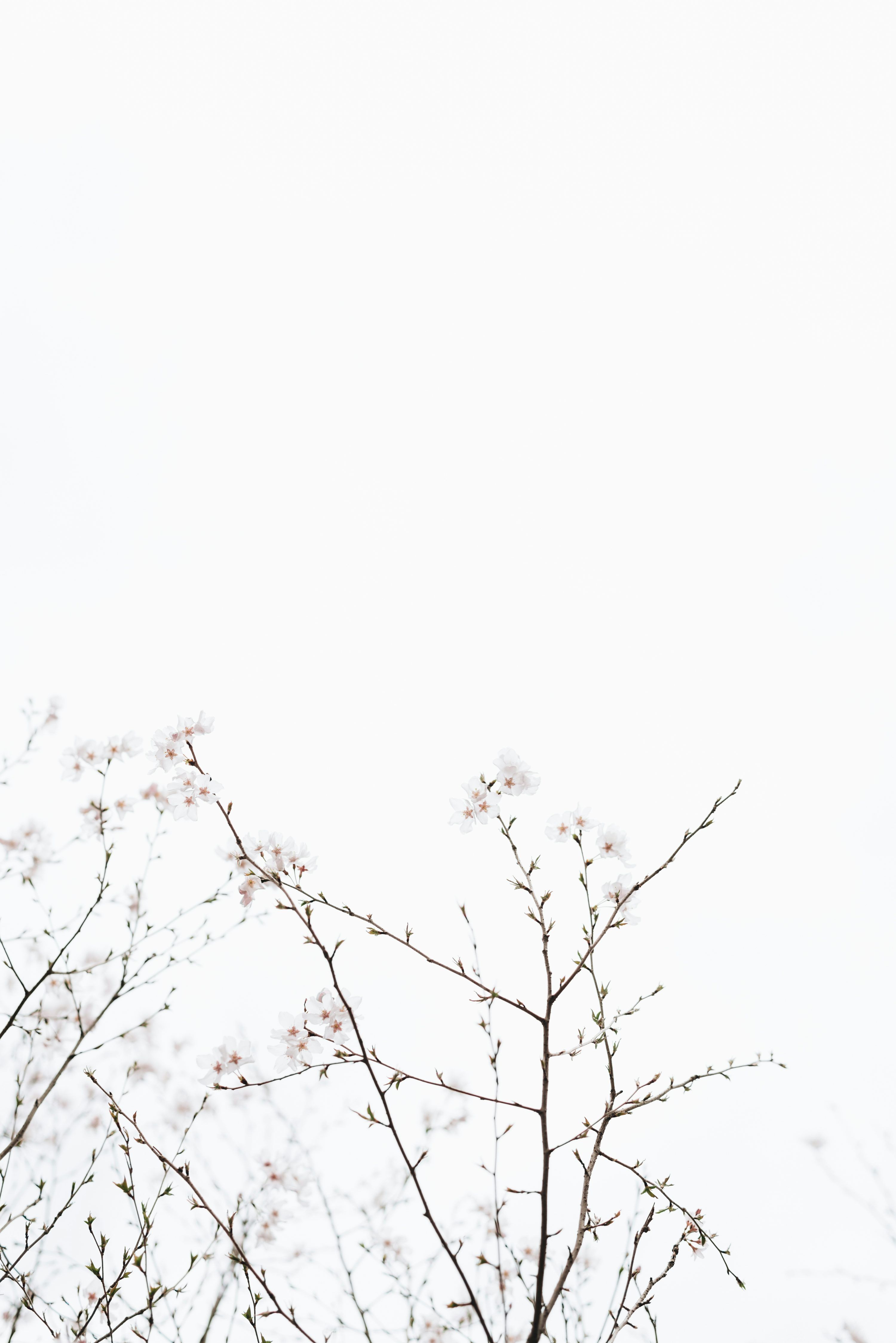 3000x4494 White cherry blossoms under white sky at dayime photo