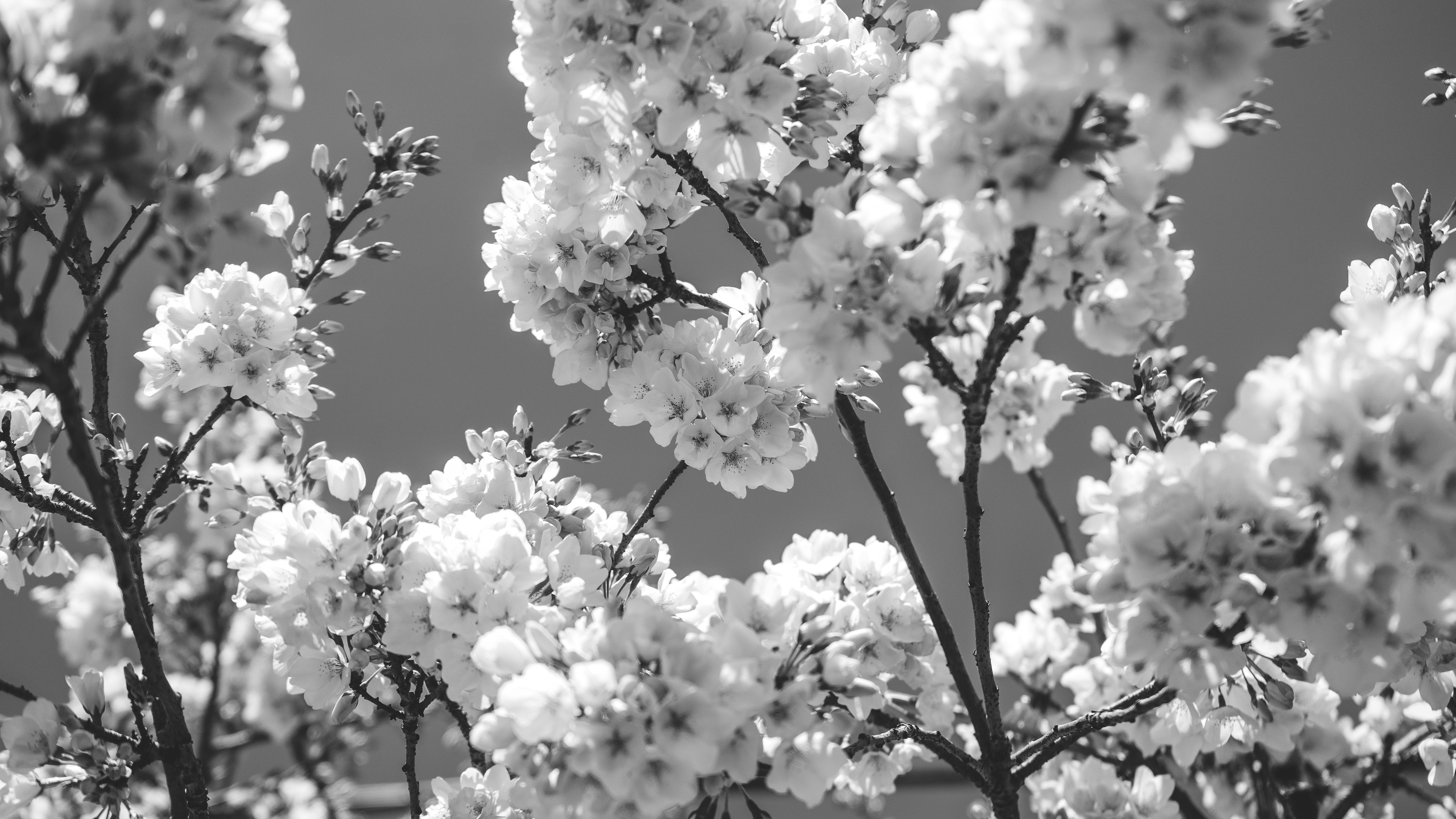 6000x3376 Browse Free HD Image of Monochromatic Cherry Blossoms In March Sunshine