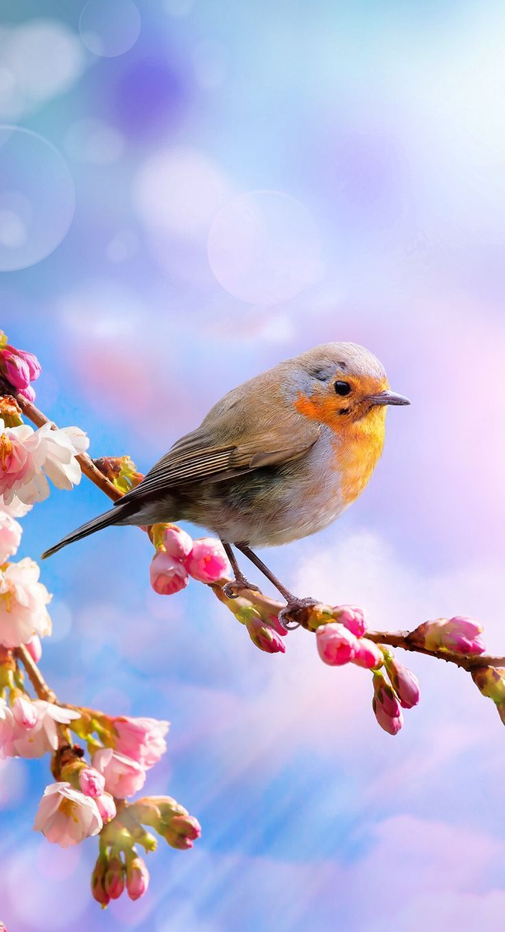 736x1357 iPhone Wallpaper. Bird wallpaper, Bird, Beautiful birds