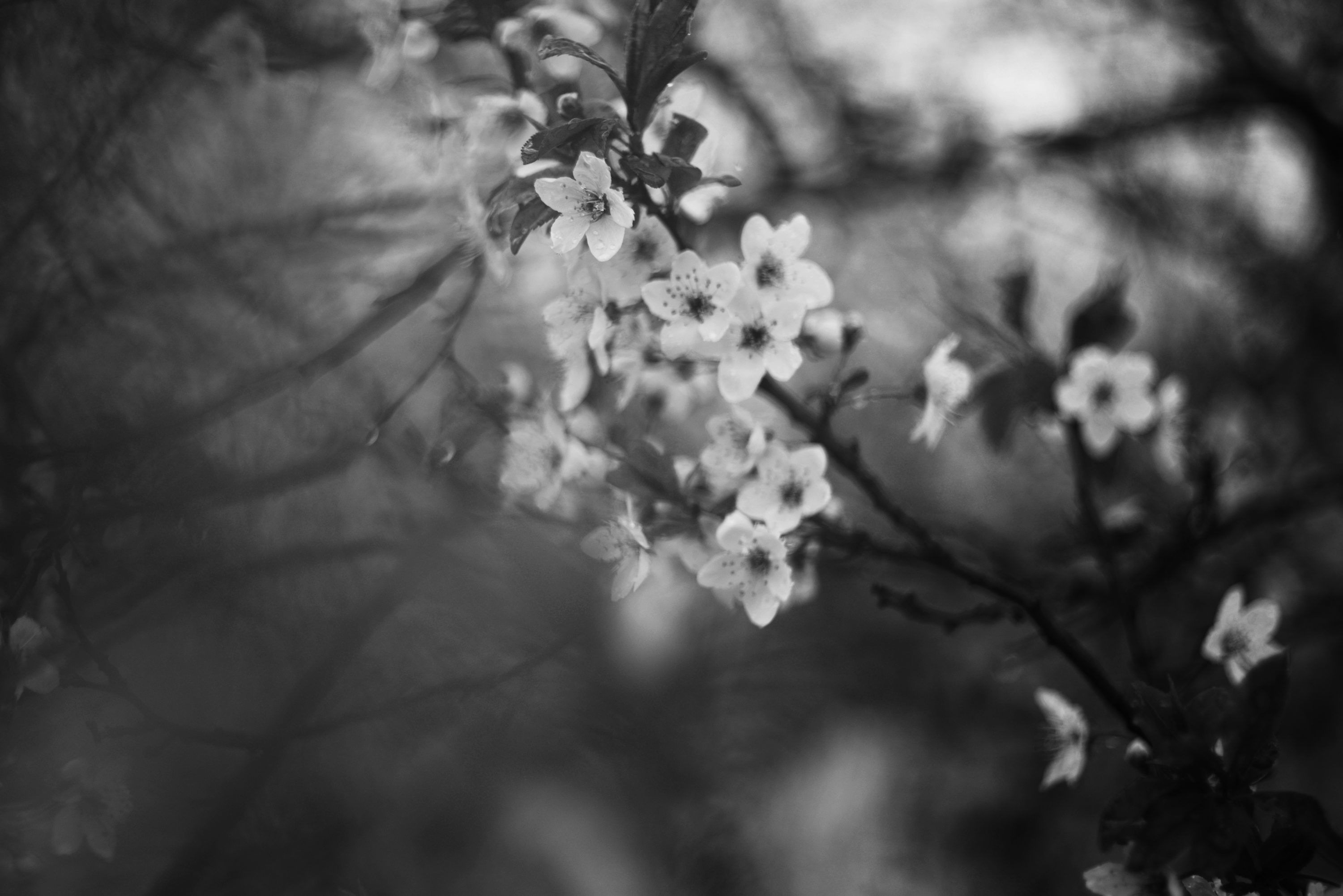 3000x2003 Blossoms bloom on a branch in black and white. photo