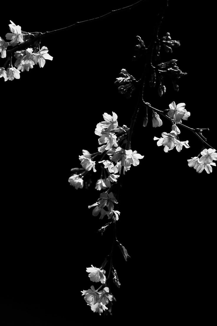 736x1106 Tone photo. Cherry blossom wallpaper, Flowers black background, Cherry blossoms illustration