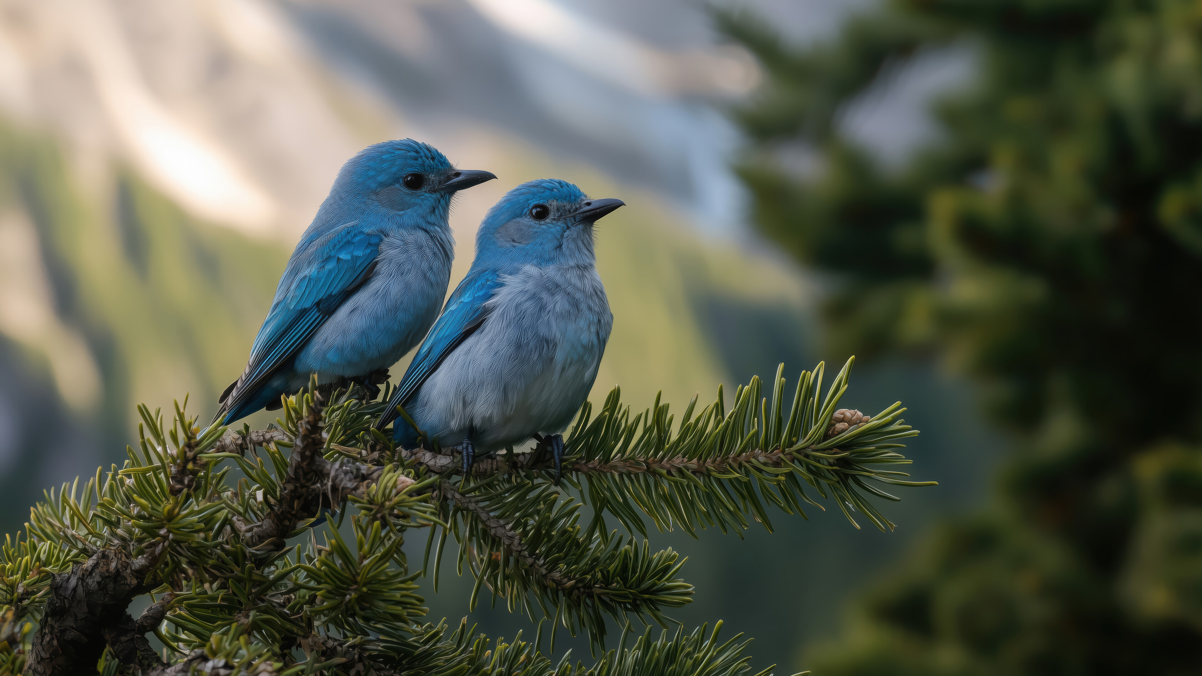 3840x2160 Birds HD 4K Wallpaper PC & Phone