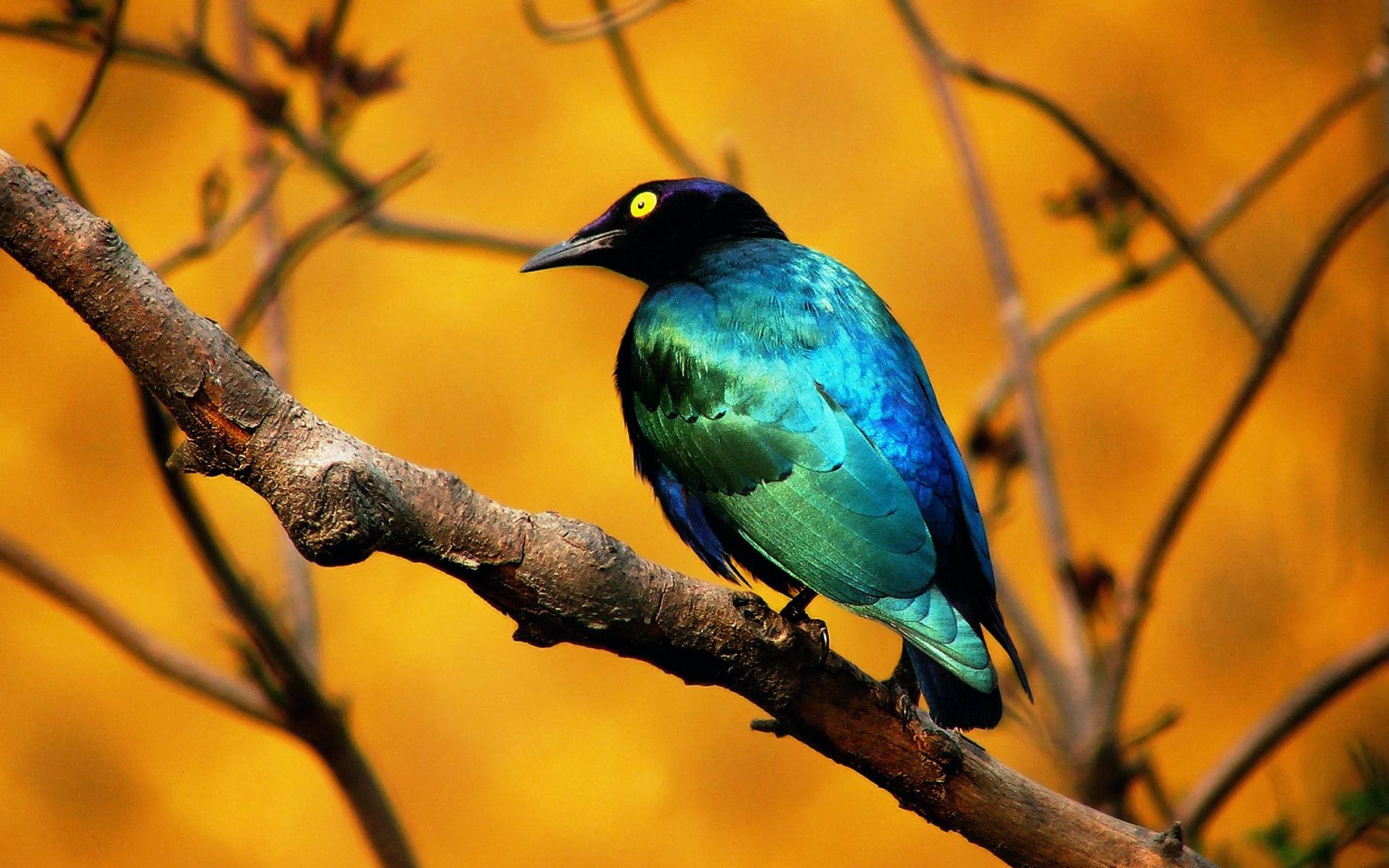 1920x1200 Stunning Greater Blue Eared Starling HD Wallpaper