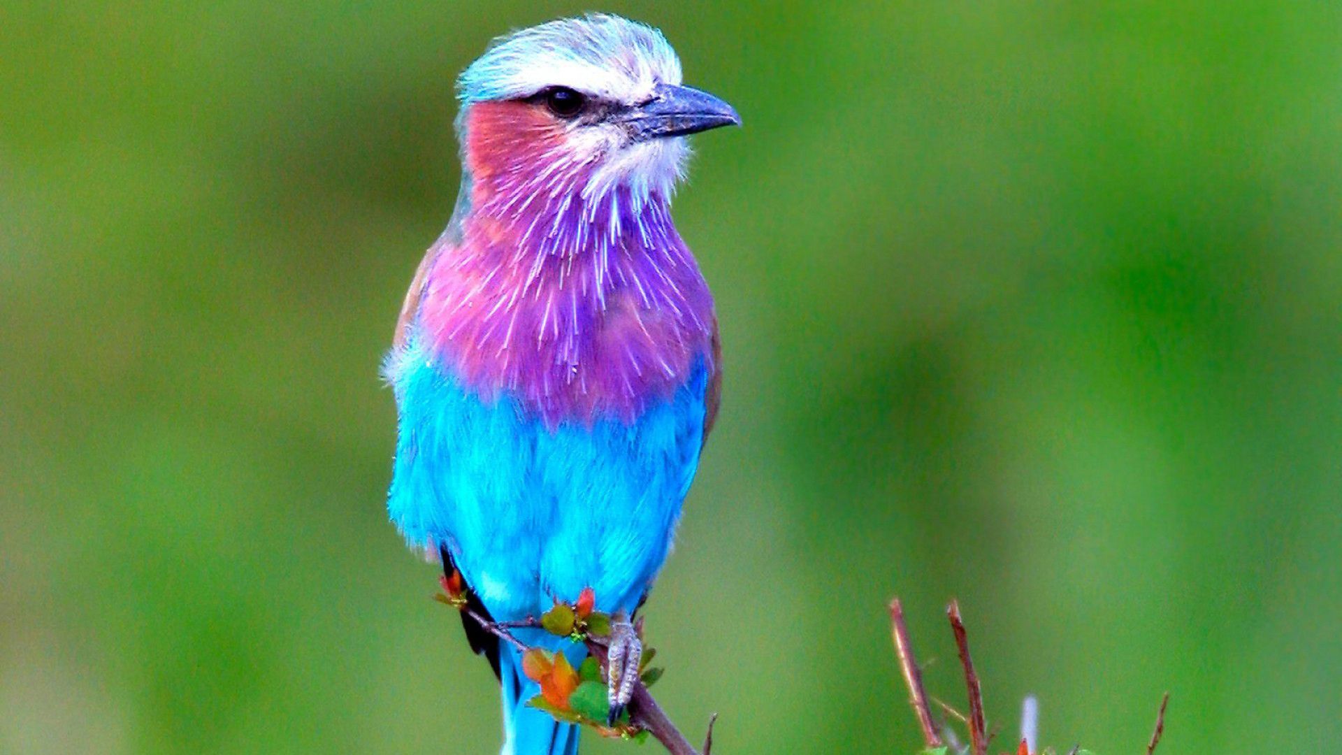 1920x1080 Cute Blue And Purple Bird Is Sitting On Edge Of Tree Branch In Green Background HD Animals Wallpaper