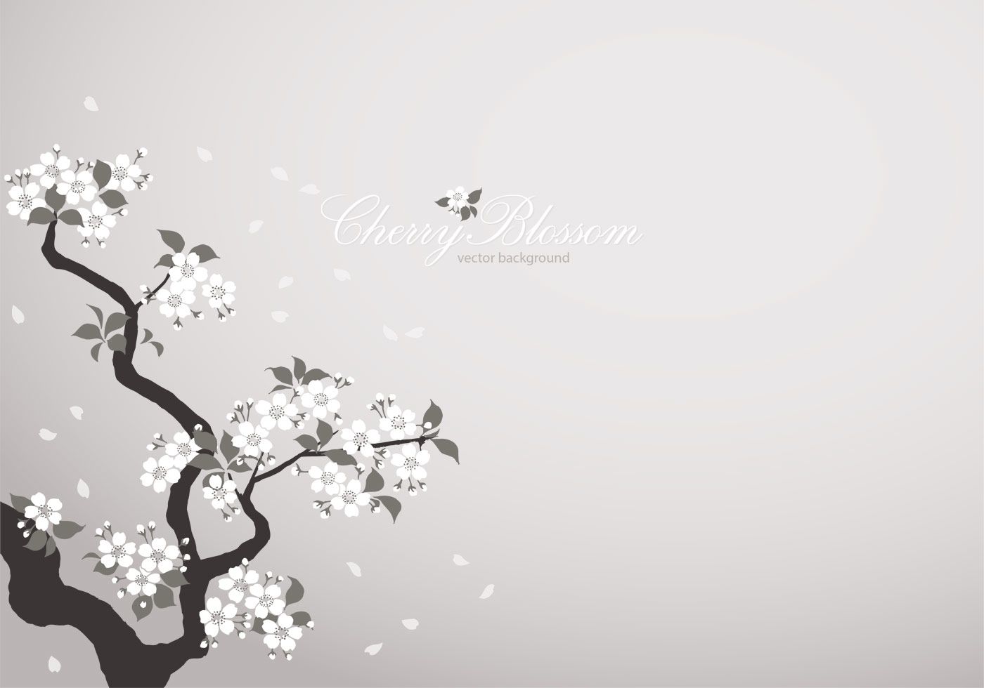 1400x980 White Cherry Blossom Background PSD Photohop Brushes at Brusheezy!
