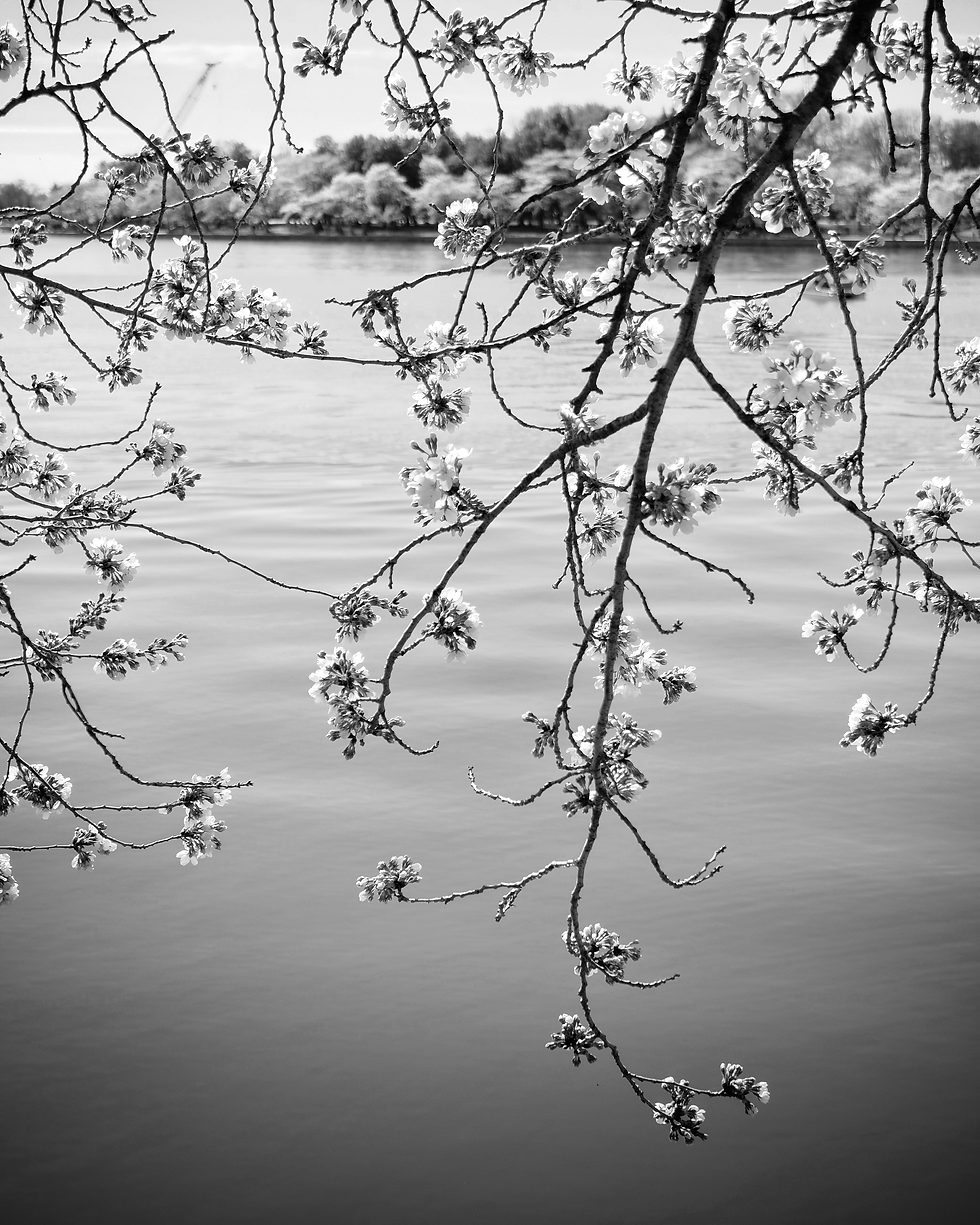 980x1225 Cherry Blossom Serenity. Set of 3 Black & White Floral Prints. kpm photo art