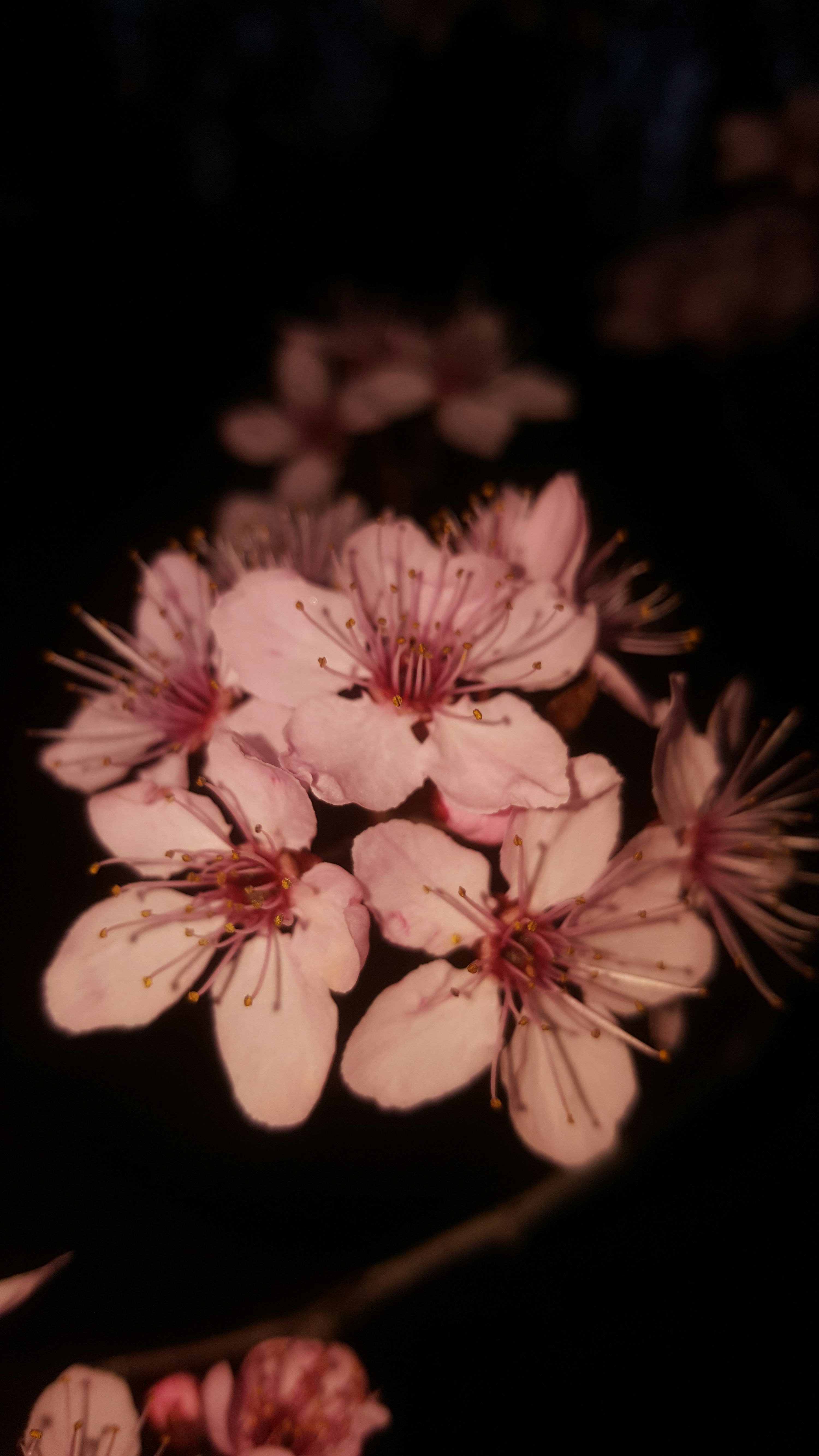 3000x5333 White and pink flower in black background photo
