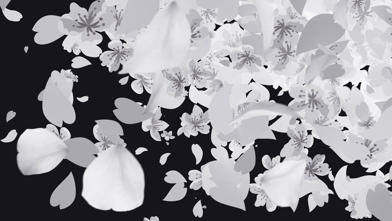 1280x720 White Petals Sakura Cherry Blossom Transition