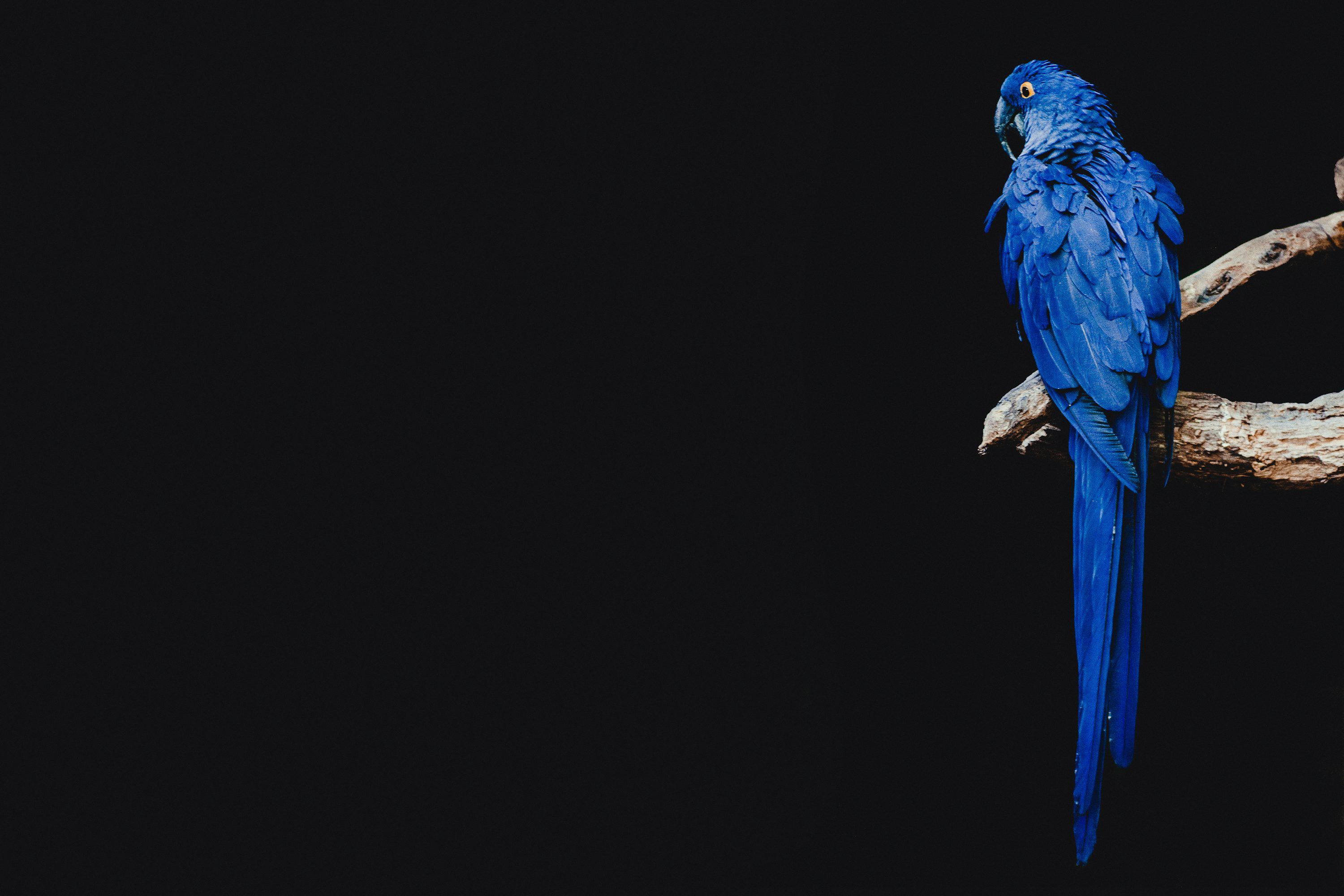 3000x2000 Bird Wallpaper: Free HD Download [HQ]