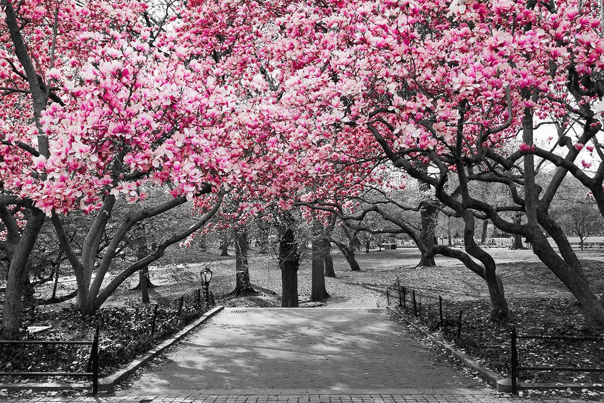 1200x801 Black and White WALL MURAL, Cherry Blossom Wallpaper, Large Wall Mural, Self Adhesive Peel & Stick Photo Mural, Cherry Trees Wall Covering