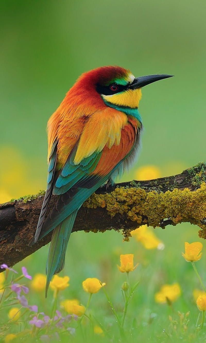 800x1333 Beautiful Bird, animals, nature, HD phone wallpaper
