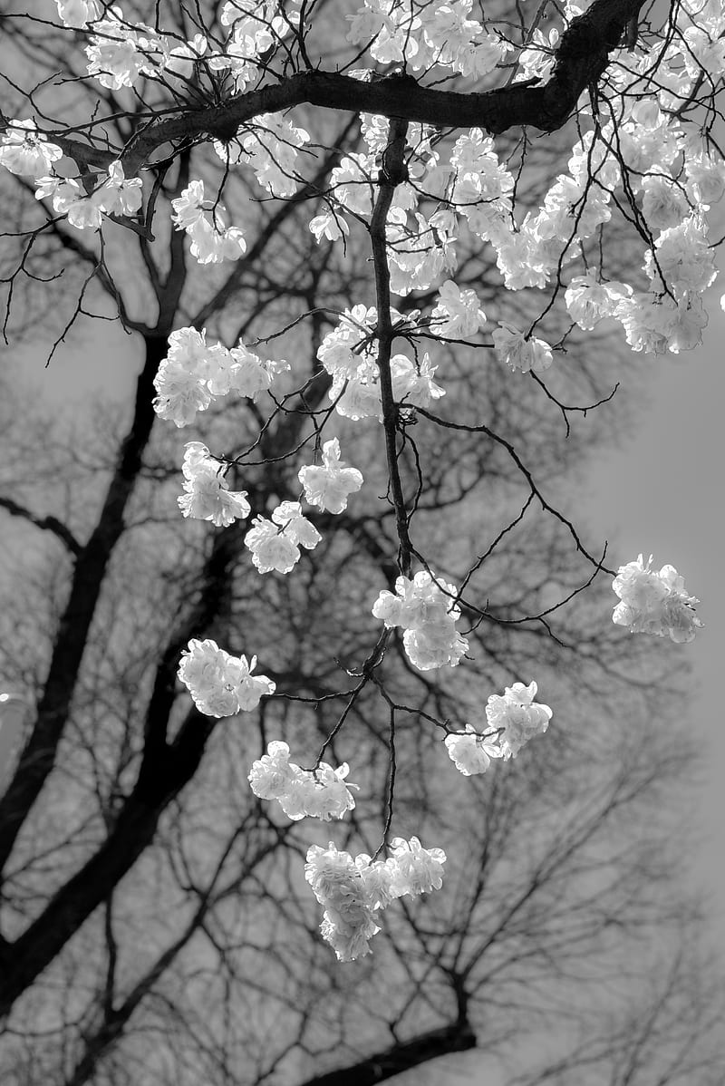800x1198 Monochrome Flowers, Abstract, Art, Bonito, Black And White, Flower, Flowers, HD Phone Wallpaper