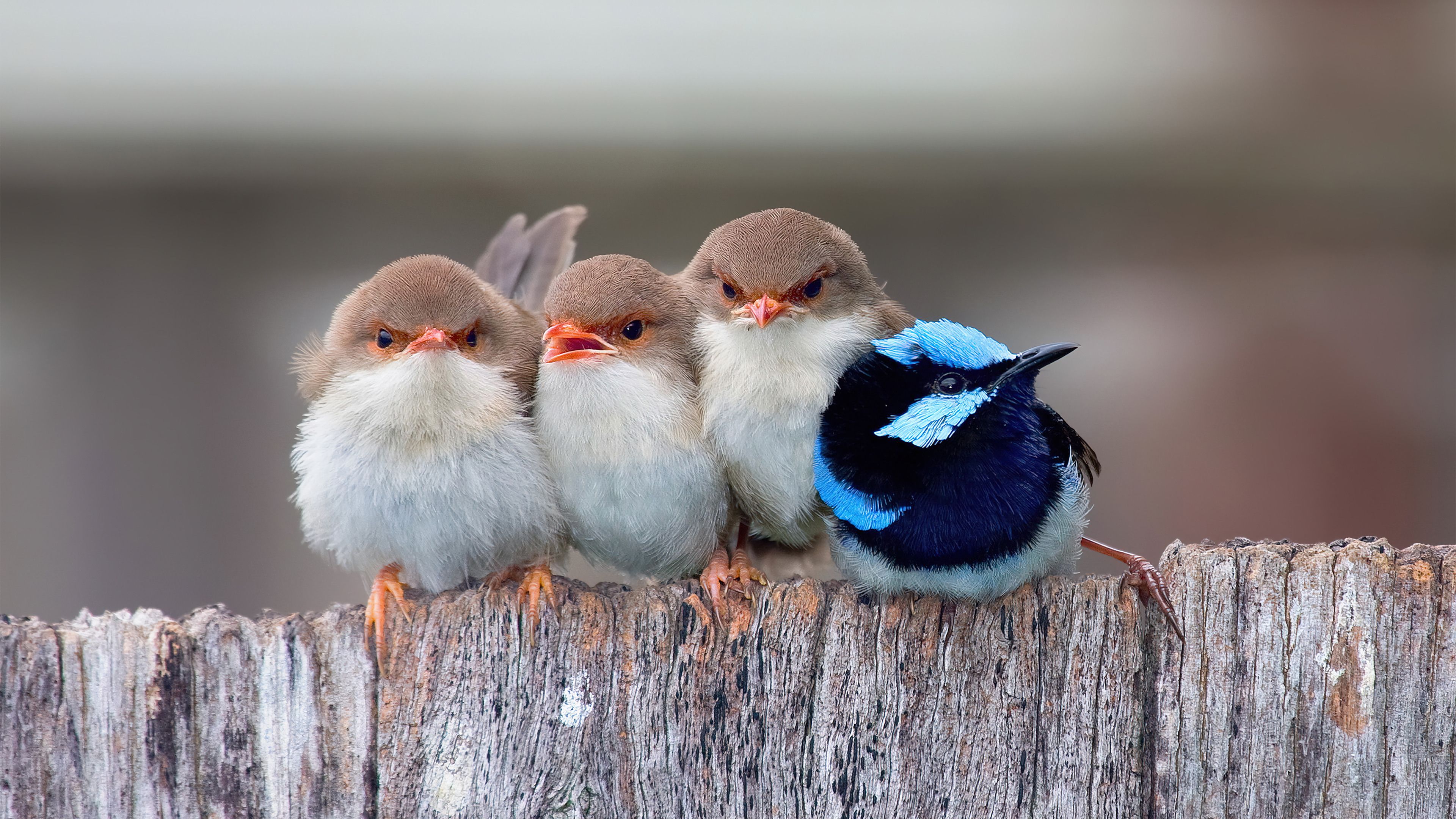 3840x2160 Cute Cuddling Birds Wallpaper 4K HD PC g