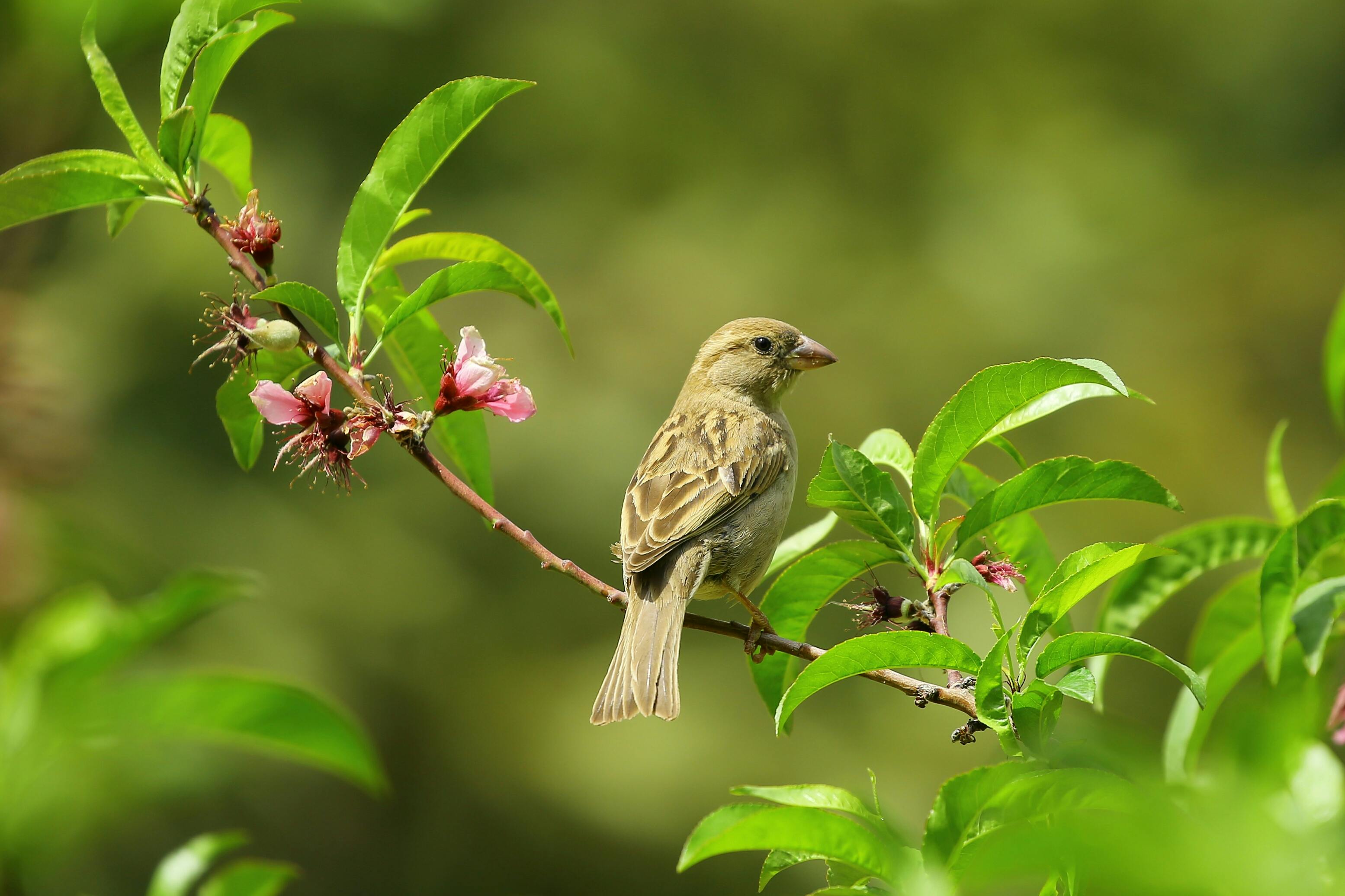 3109x2072 Best Bird Photo · 100% Free Downloads