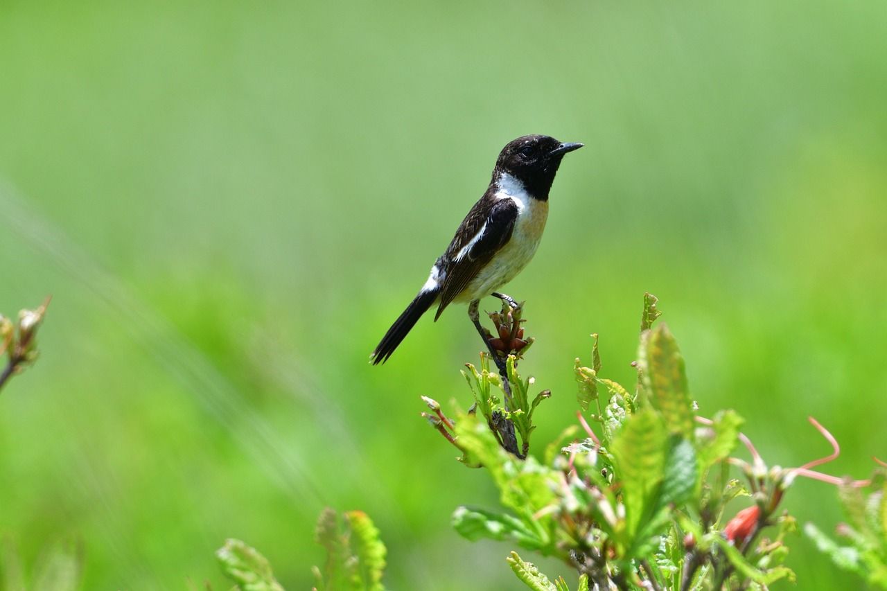 1280x853 Natural Wild Animals Bird