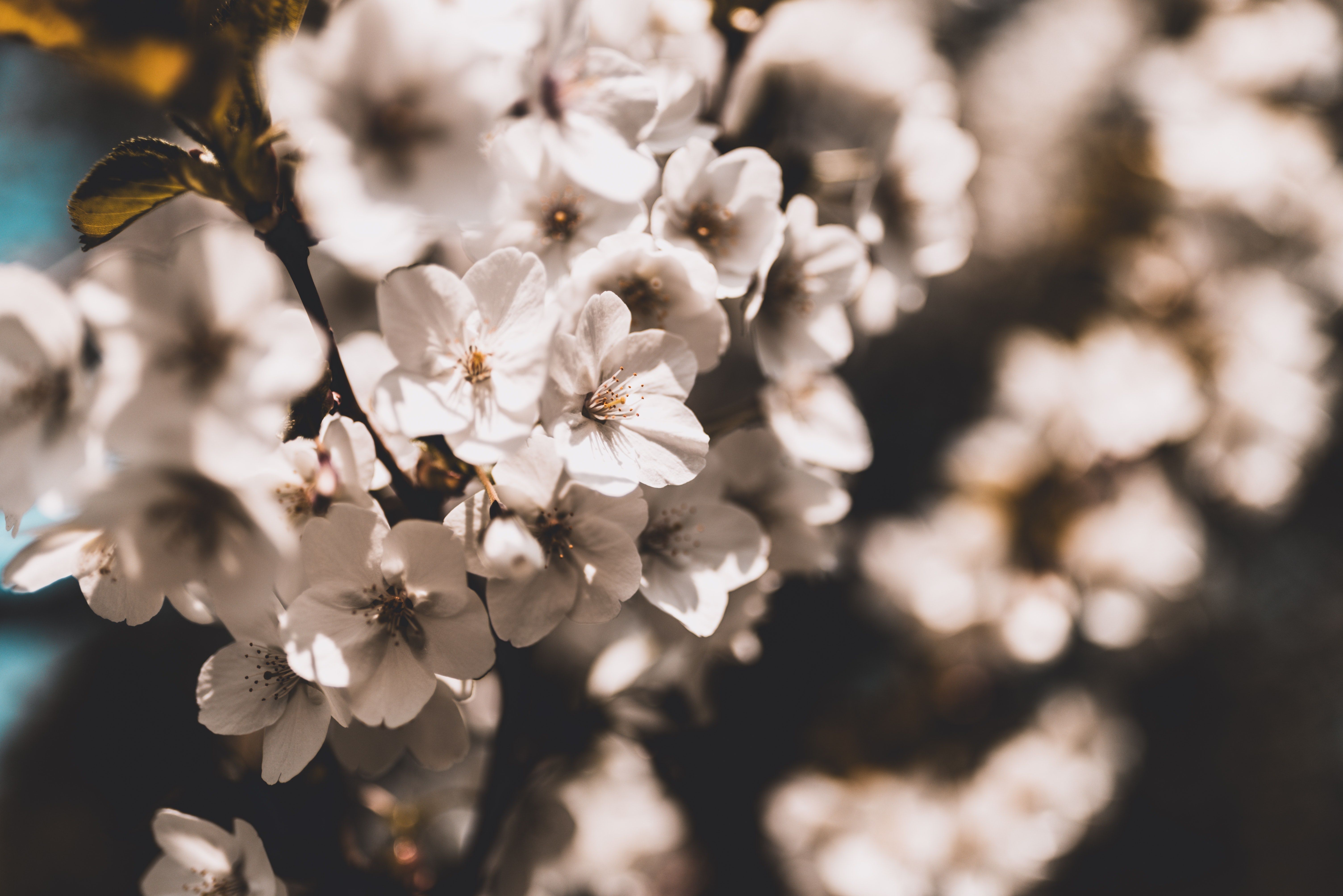 6016x4016 Download White Flower Spring Nature Blossom 4k Ultra HD Wallpaper