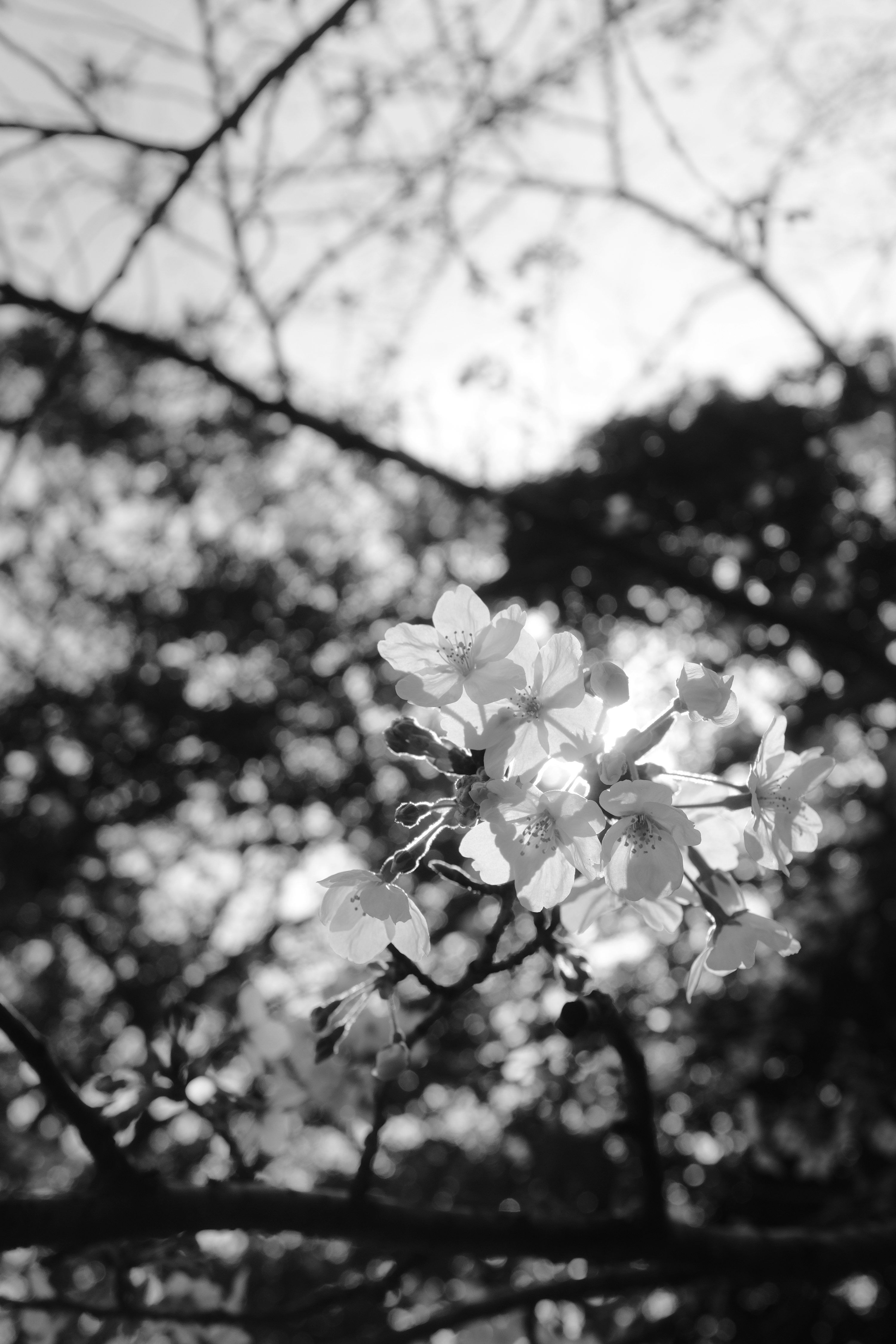 3000x4500 A black and white photo of a flowering tree photo