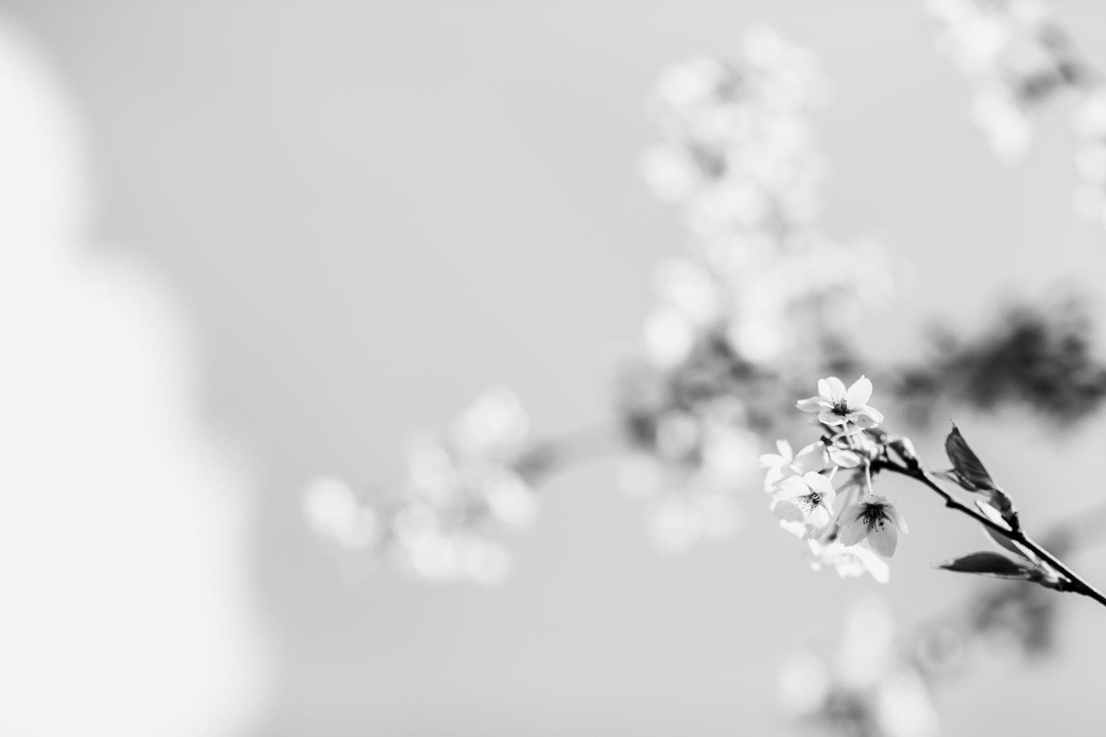 1600x1067 The 7 Best Places To Enjoy Cherry Blossoms In Seattle