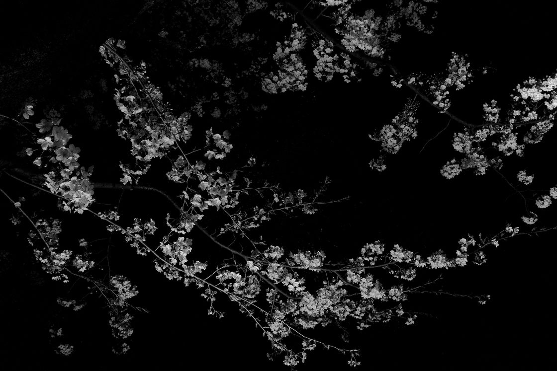 1120x747 Cherry Blossom Variations (Ara). GR official. RICOH official community site