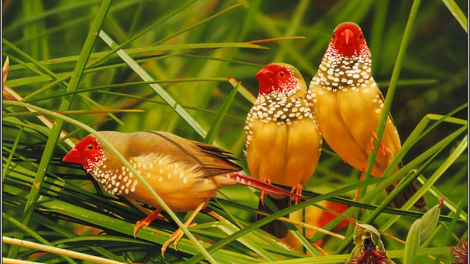 1920x1080 Red Yellow Birds Standing On Green Grass HD Birds Wallpaper