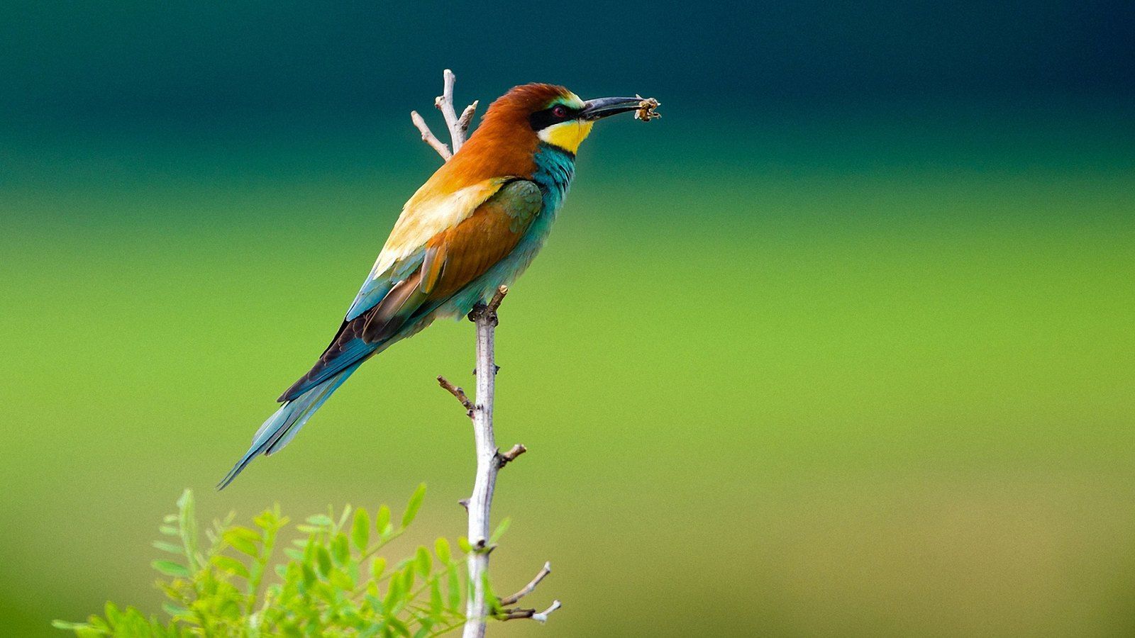1600x900 Desktop Birds Wide HD Wallpaper. Free Download Desktop Bird
