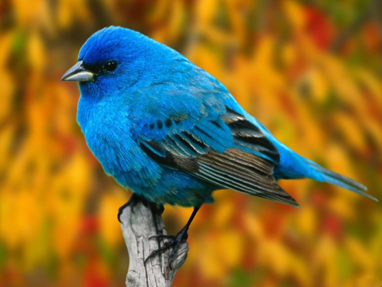1600x1200 HD Animals Wallpaper: Birds Desktop Wallpaper, Bird Beautiful Wallpaper