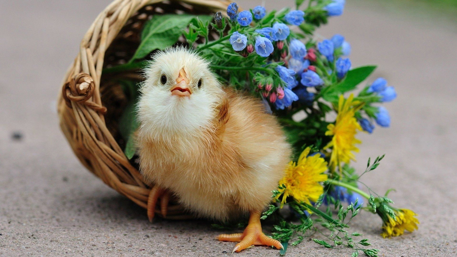 1920x1080 Download Animal Chicken HD Wallpaper