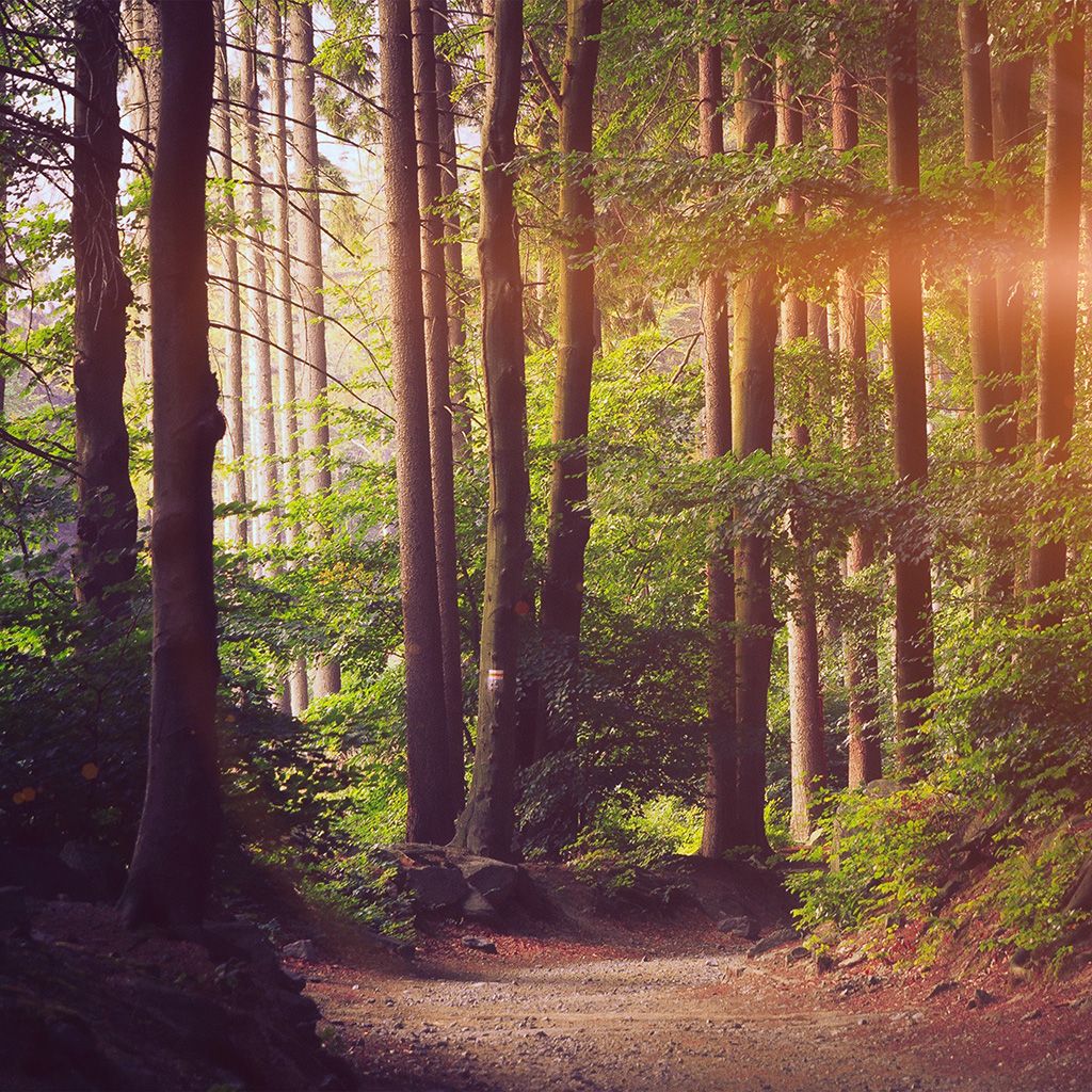 1024x1024 Android wallpaper. nature wood forest sunshine mountain flare