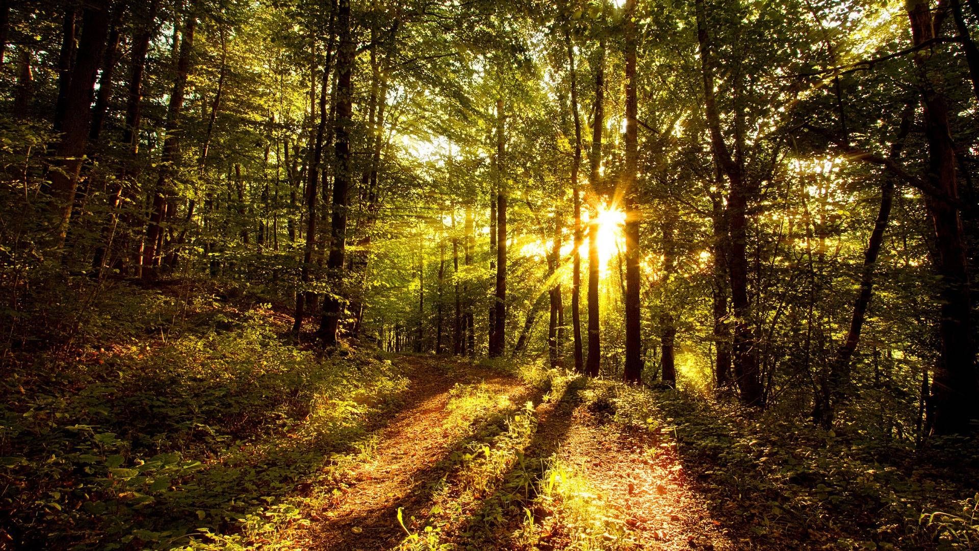 1920x1080 Download Sunshine Forest Green Wallpaper