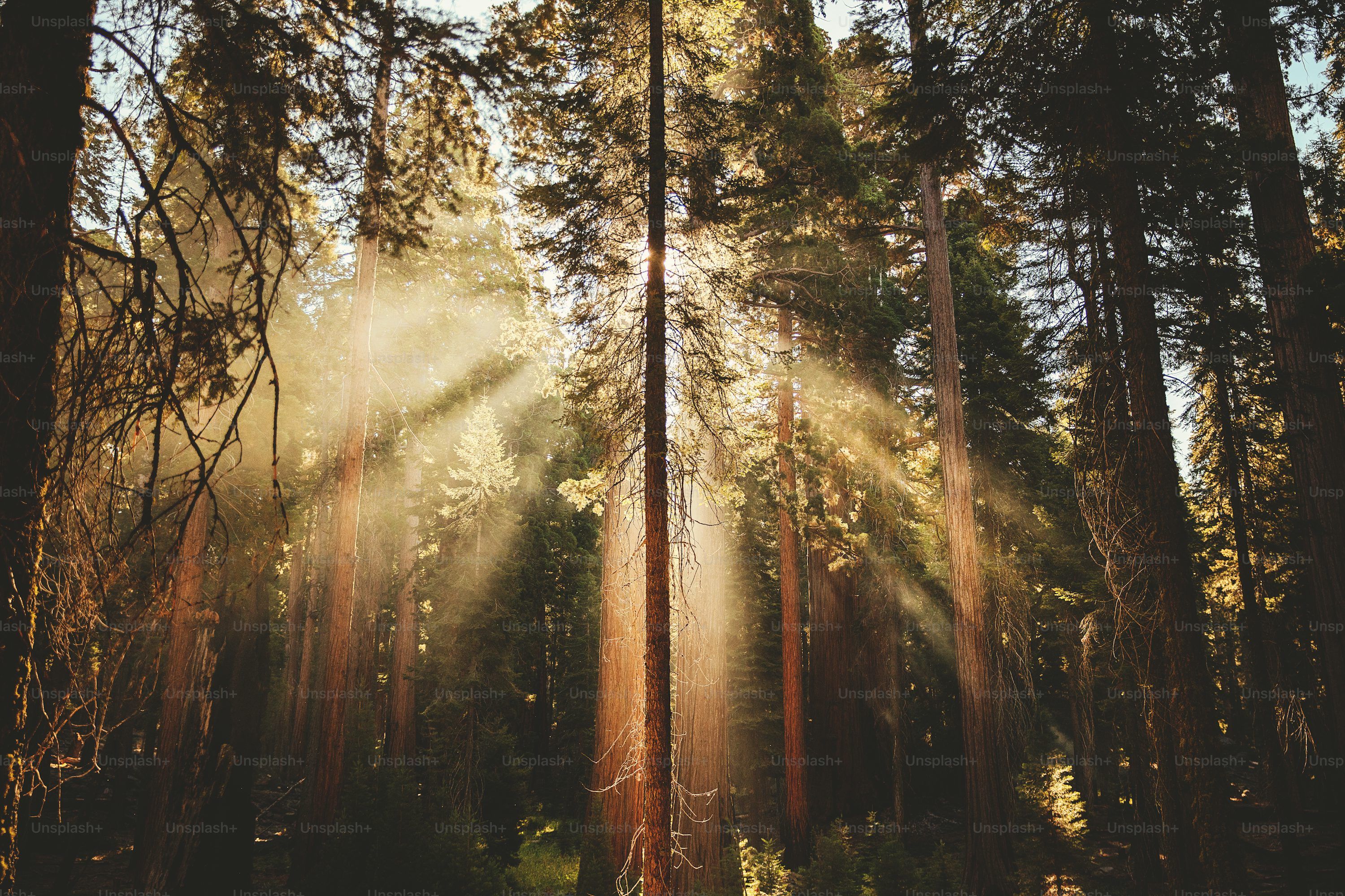 3000x2000 Forest Sunshine Picture. Download Free Image