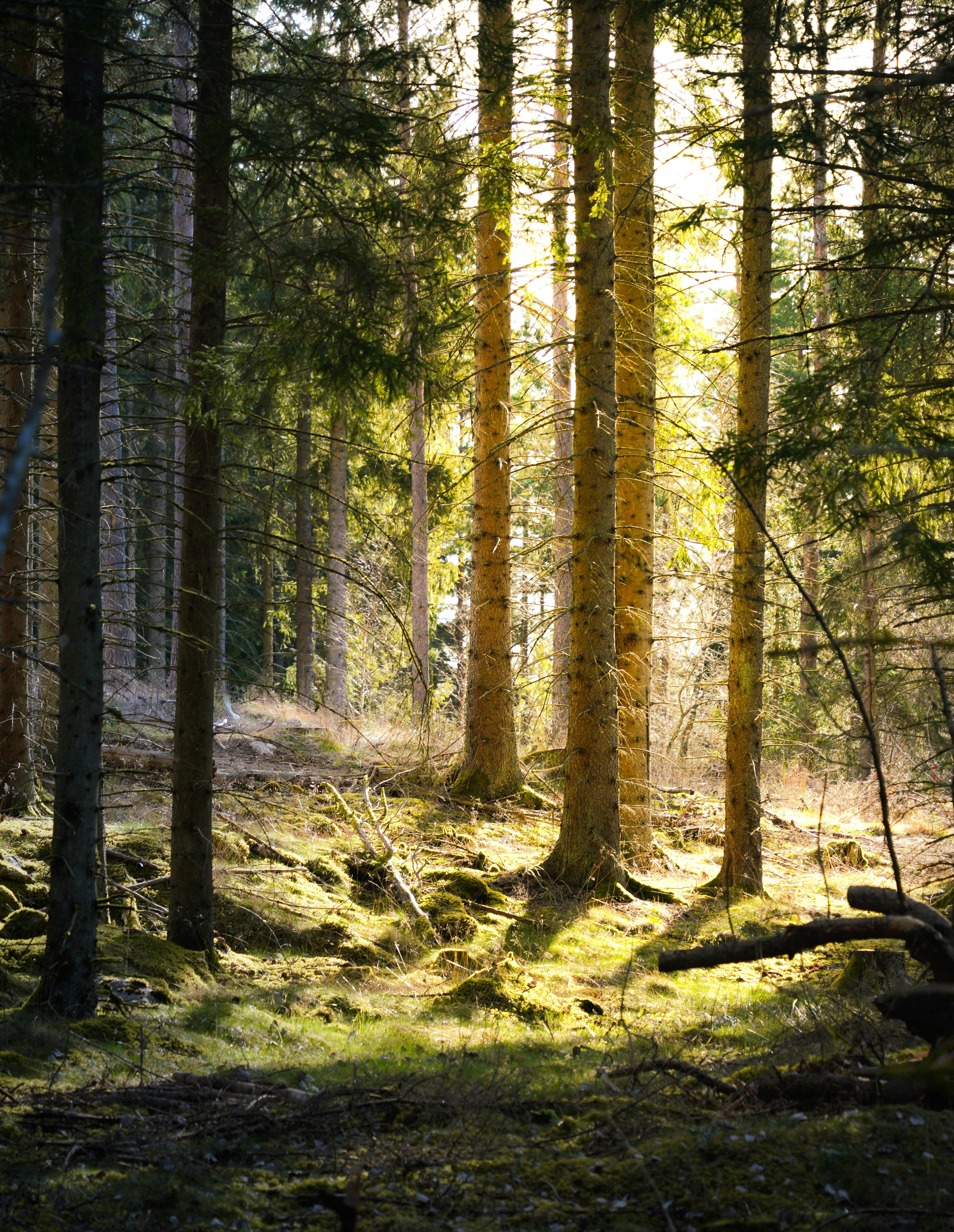 5106x6590 Forest With Sunlight · Free