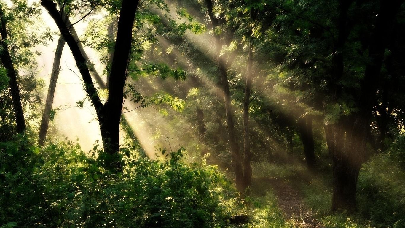 1366x768 Sunshine Through Forest Desktop Wallpaper 12 S Window Managers