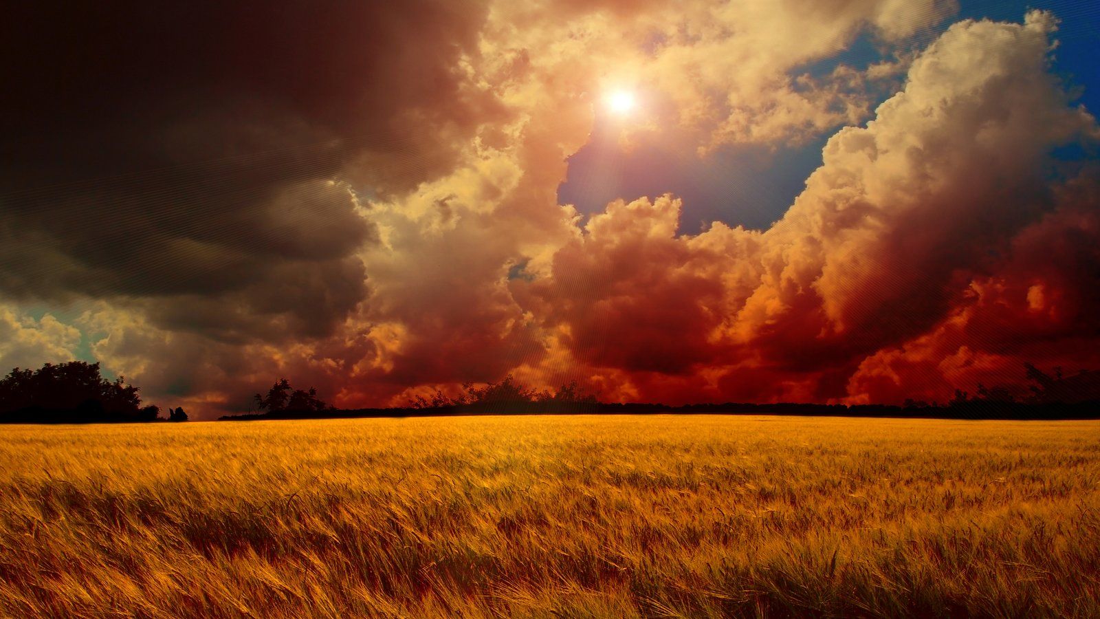1600x900 Yellow Wheat Field Nature 8K Ultra HD Wallpaper