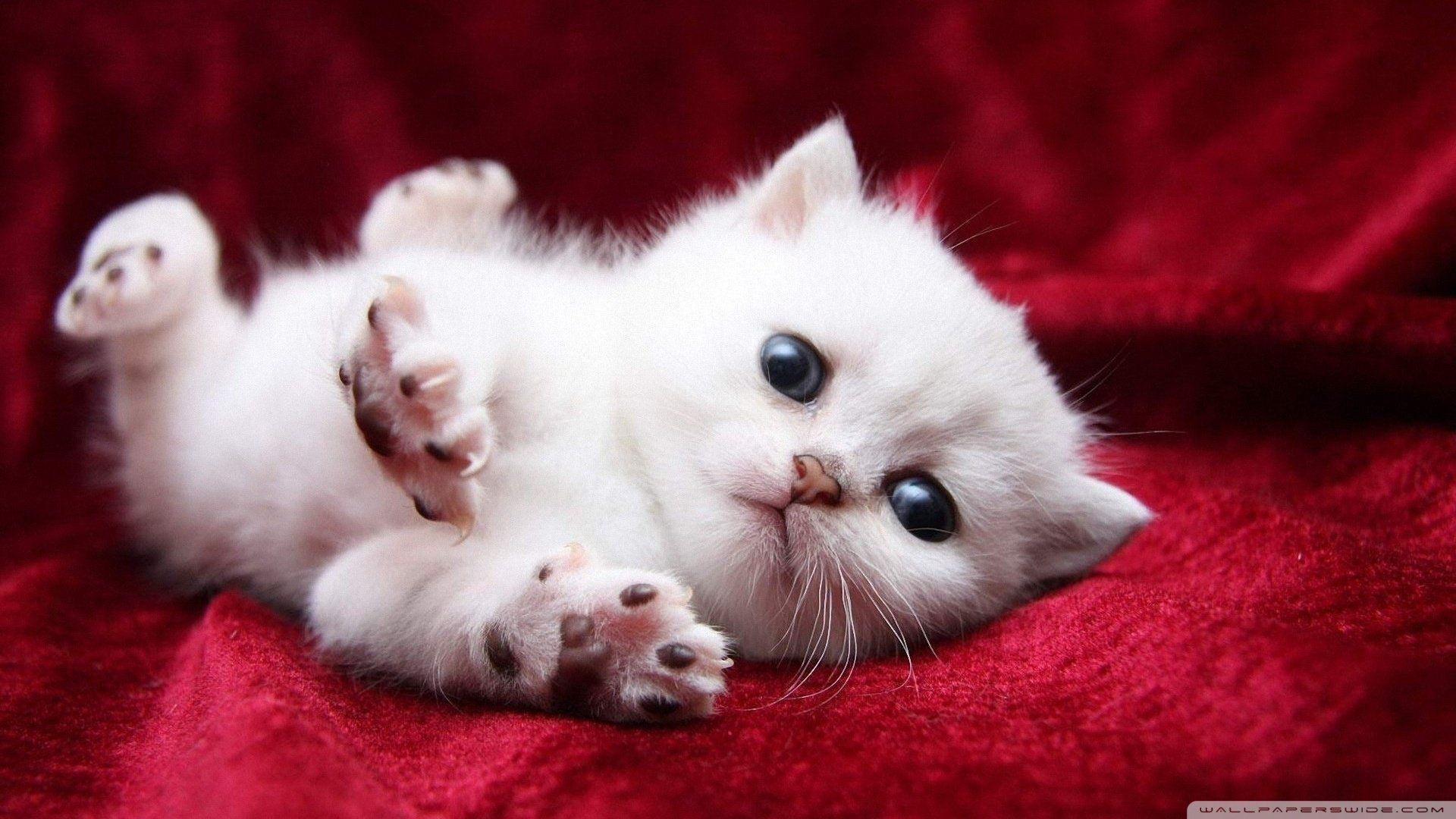 1920x1080 Adorable kitty cat wallpaper