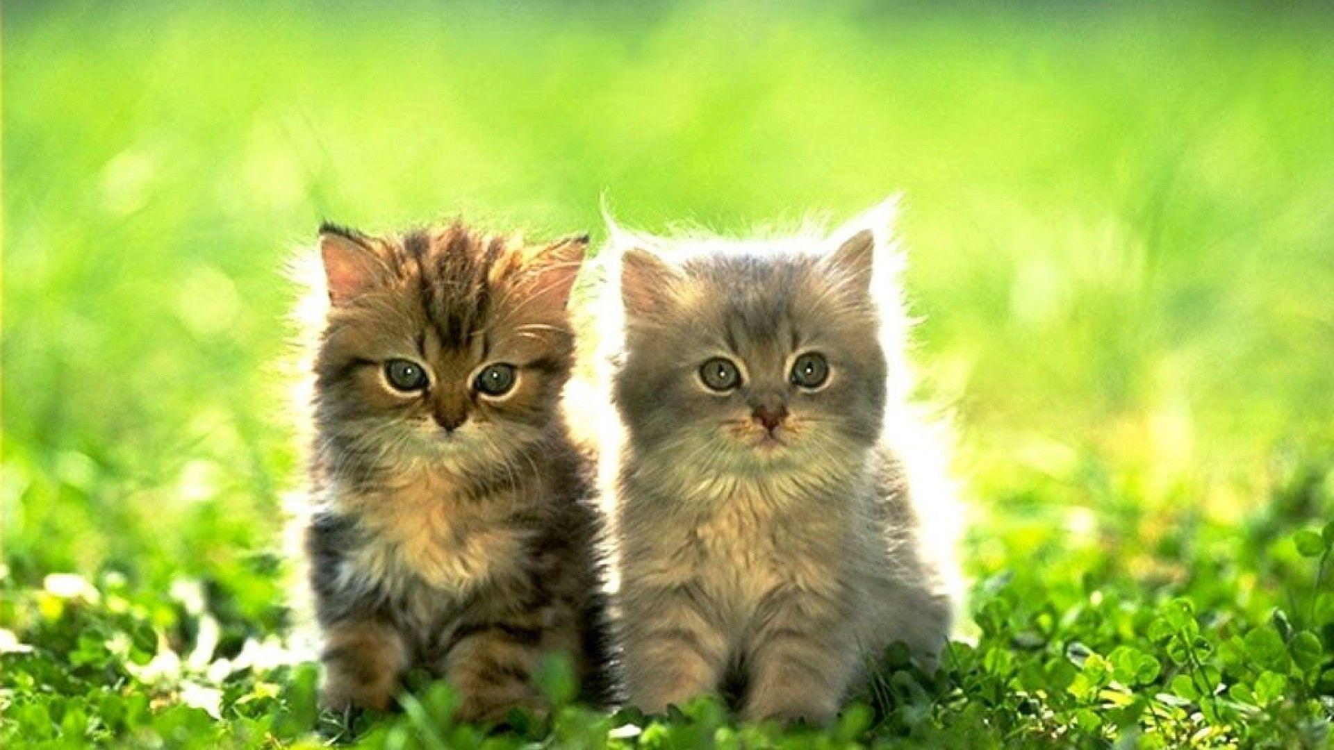 Kitties Wallpapers - Top Free Kitties Backgrounds - WallpaperAccess