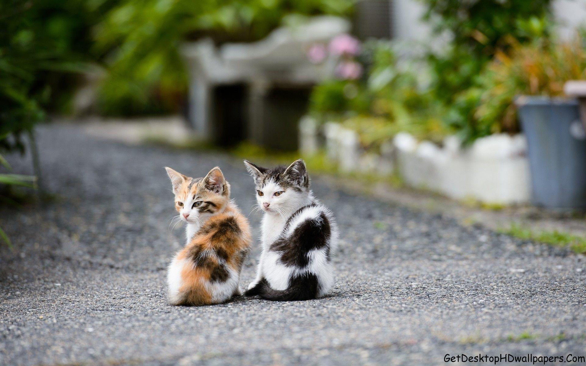 1920x1200 Cute Kitten Desktop Wallpaper