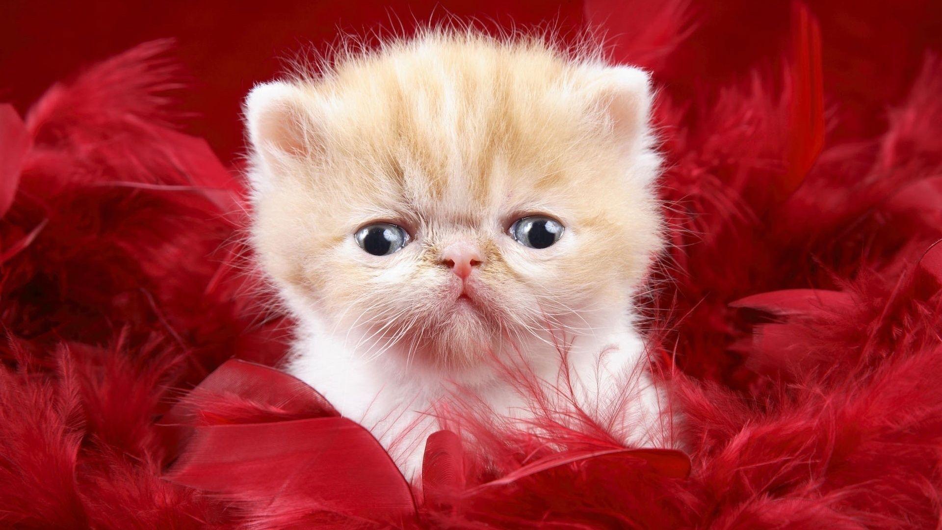 1920x1080 Jordan Carver Best Cats Fluffy HD Kitty Walls Kitten 526164