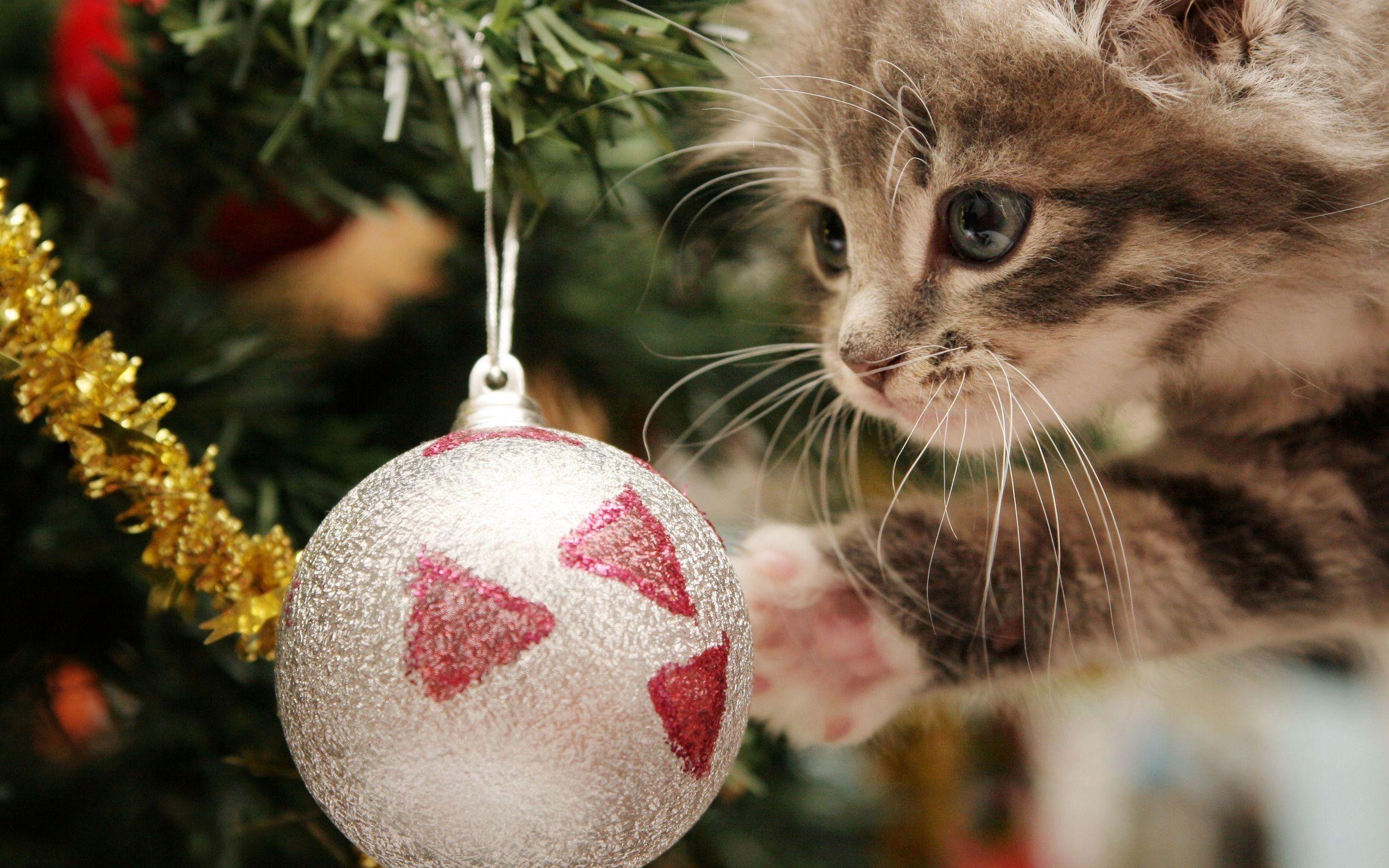 2560x1600 Christmas Kittens Wallpaper