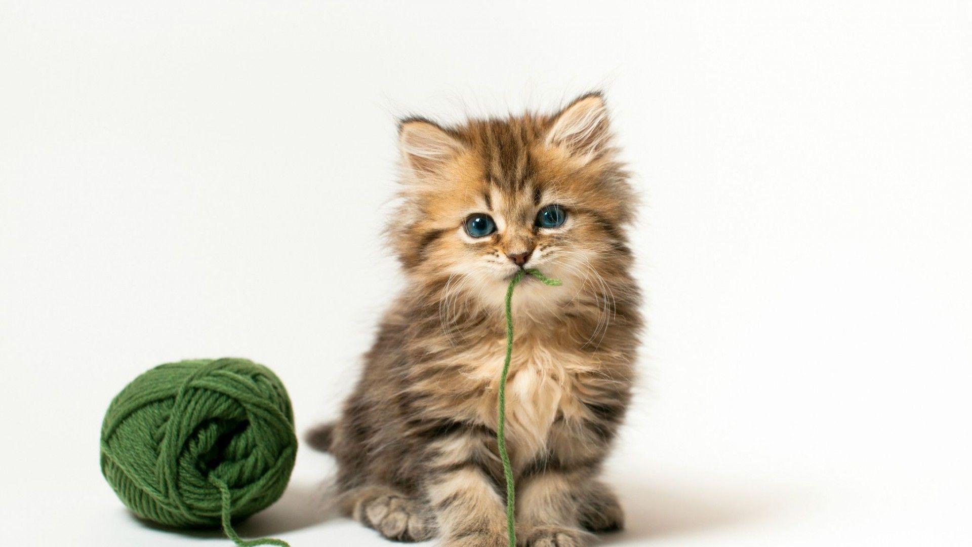 1920x1080 Cute Kitten Wallpaper