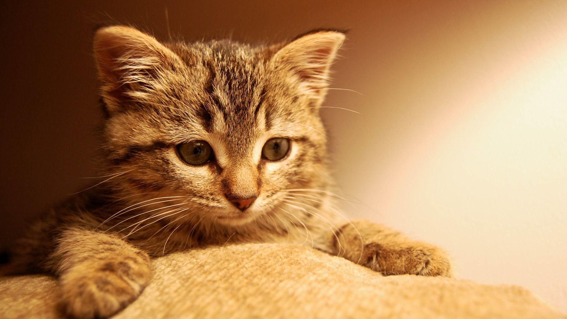 1920x1080 Cool Cats Wallpaper Without Words Background, HD