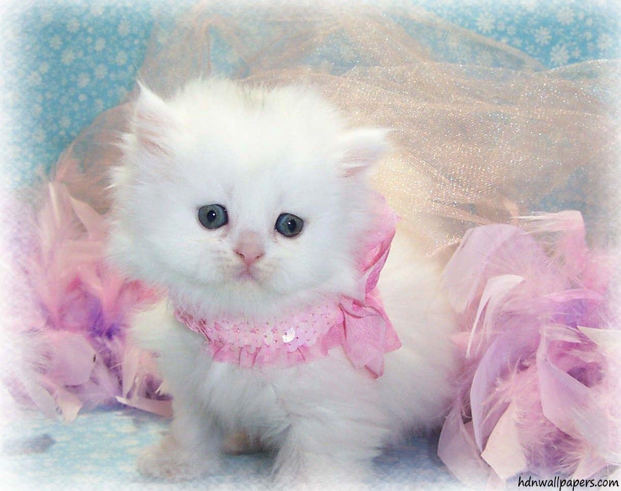 1220x965 Free Cute Kitten Wallpaper