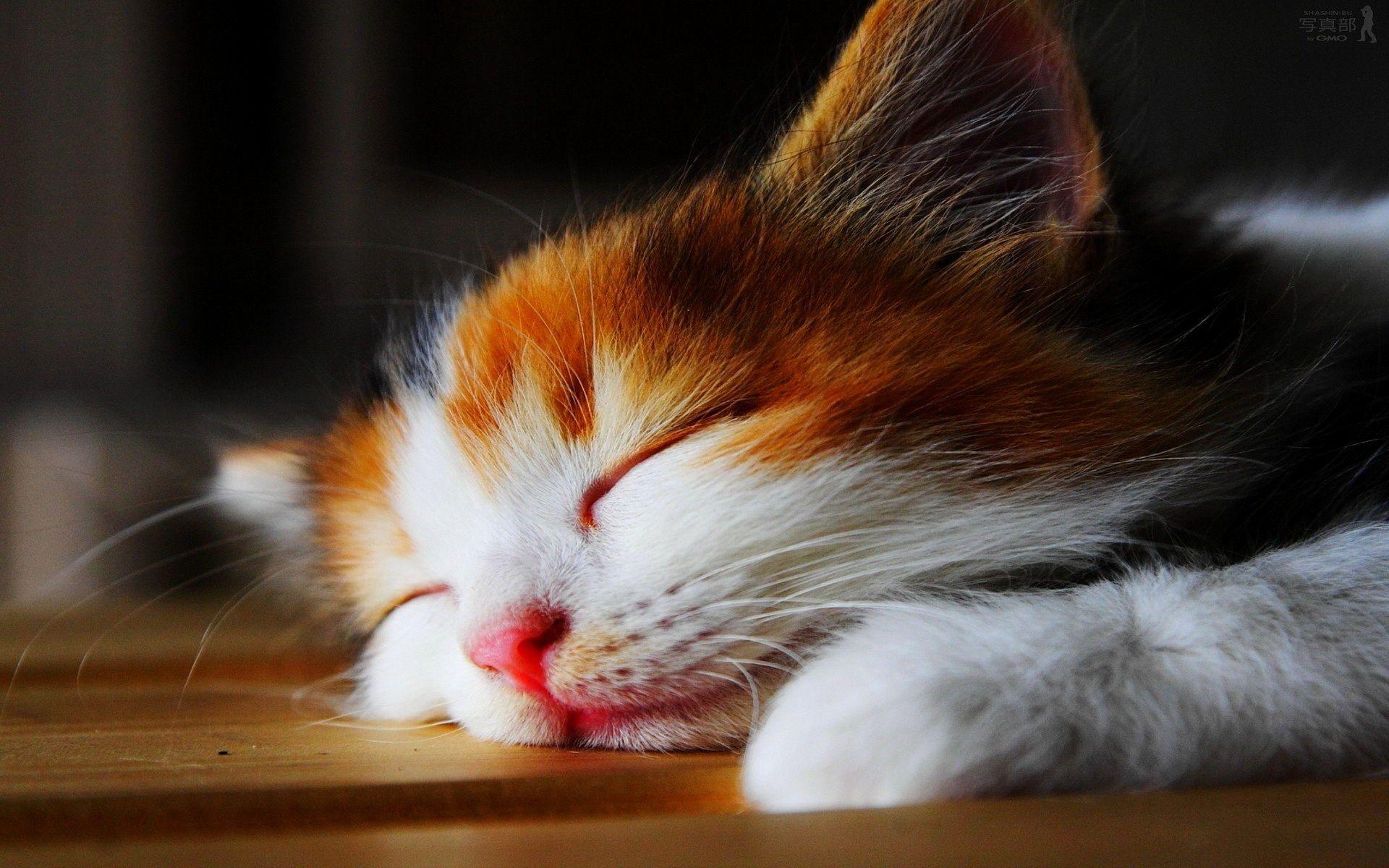 1920x1200 Cute Kitty Wallpaper