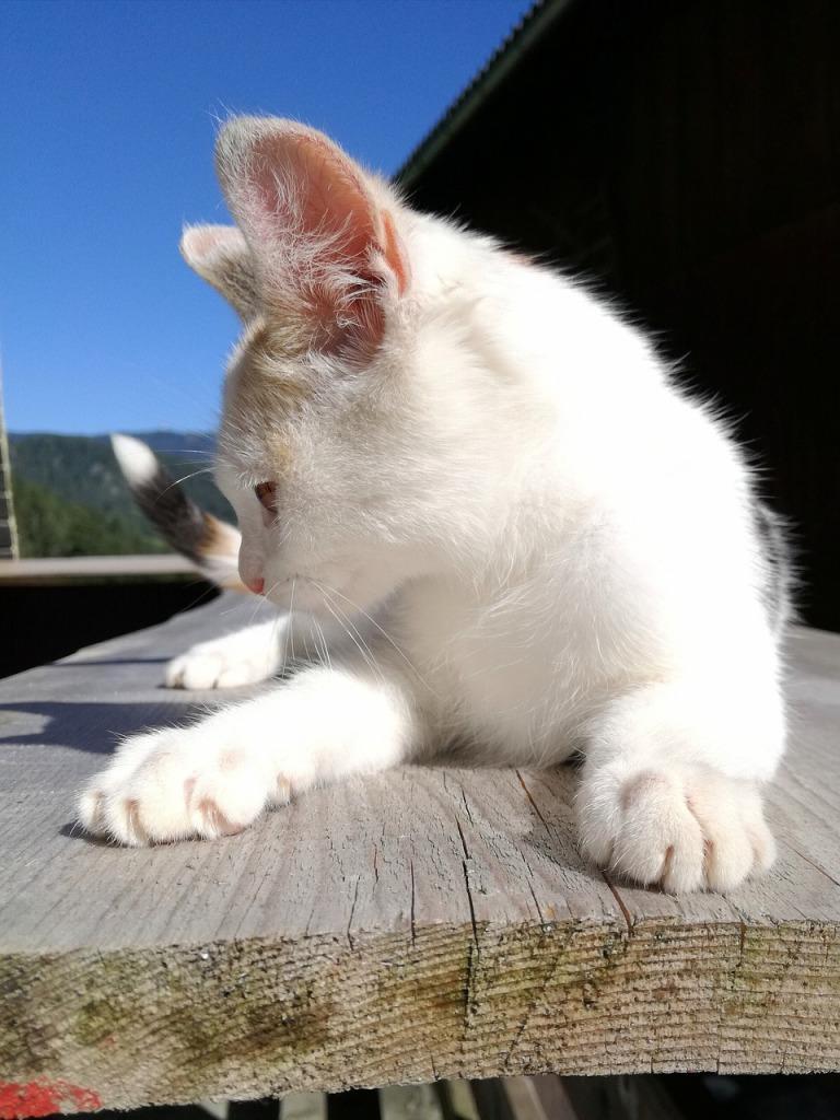 768x1024 Cuttie Kitties Wallpaper for Android