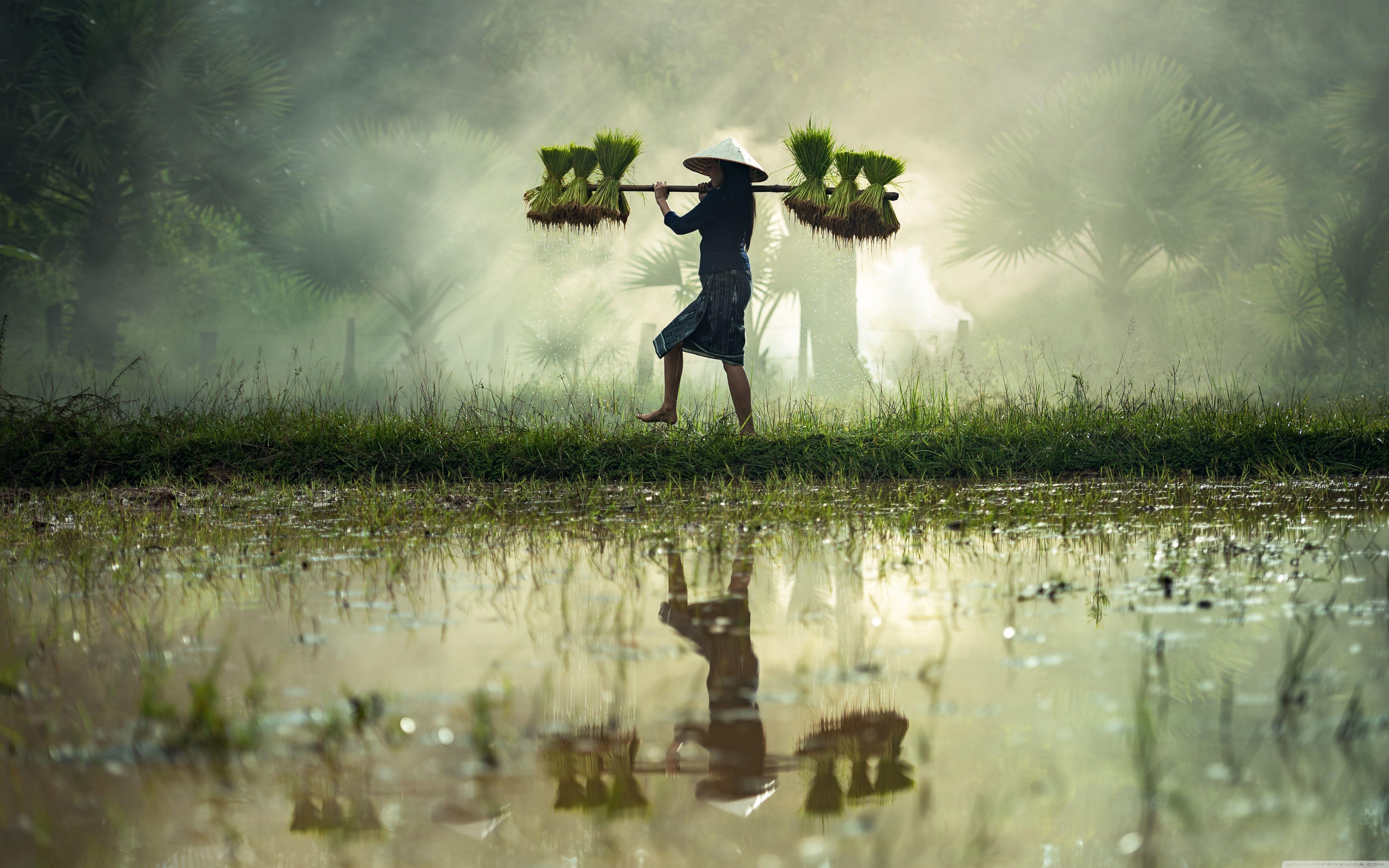 5120x3200 Asian Rice Farmer ❤ 4K HD Desktop Wallpaper for 4K Ultra HD TV