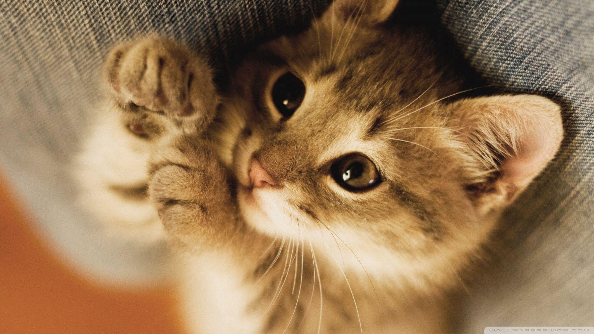 1920x1080 Cute Kitten Desktop Wallpaper