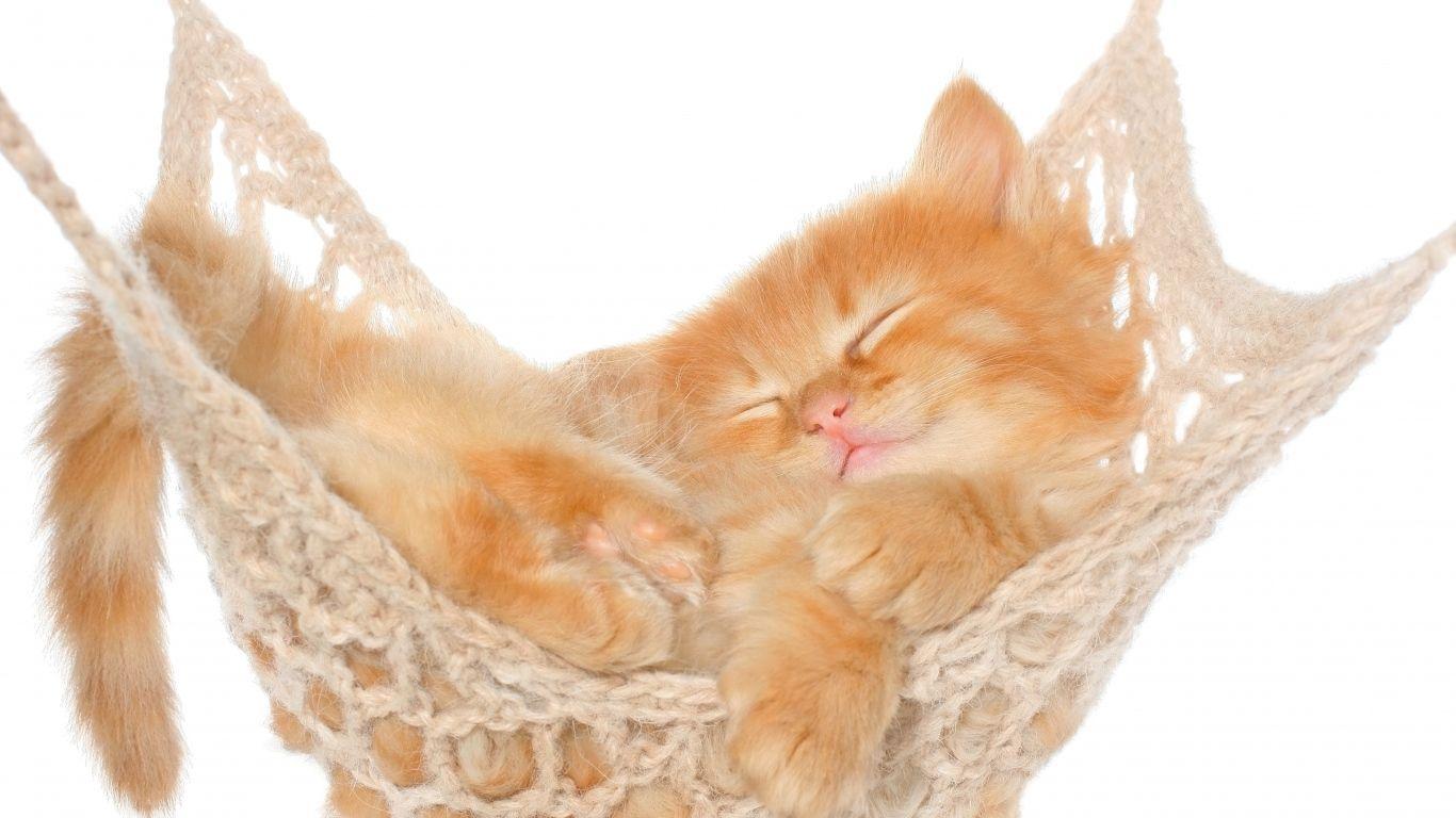 1366x768 Cute Kittens Wallpaper For Mobile Ginger Kitten Sleeping