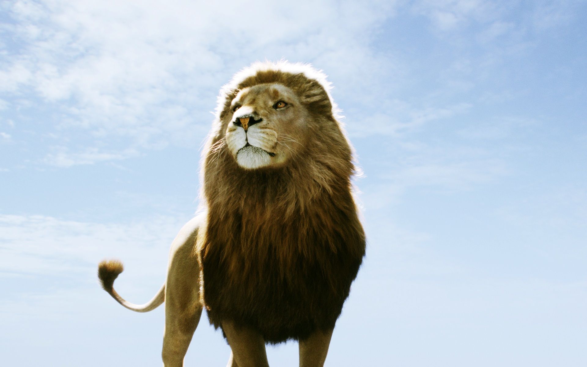 1920x1200 Aslan In Narnia Dawn Treader, High Definition, High Quality, Widescreen