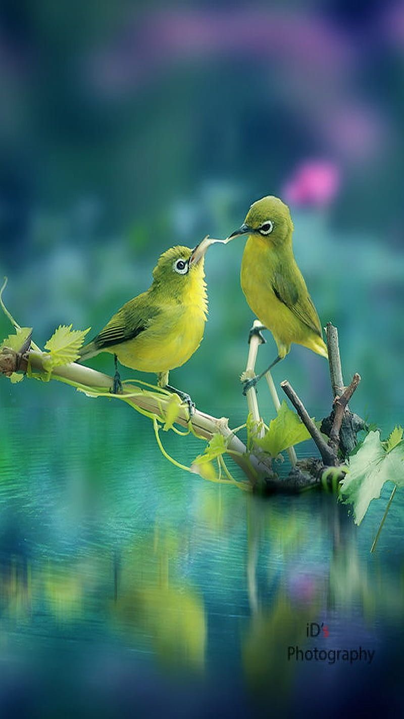 800x1422 Green birds, bonito, couple, cute, nature, sweet, tree, HD phone wallpaper