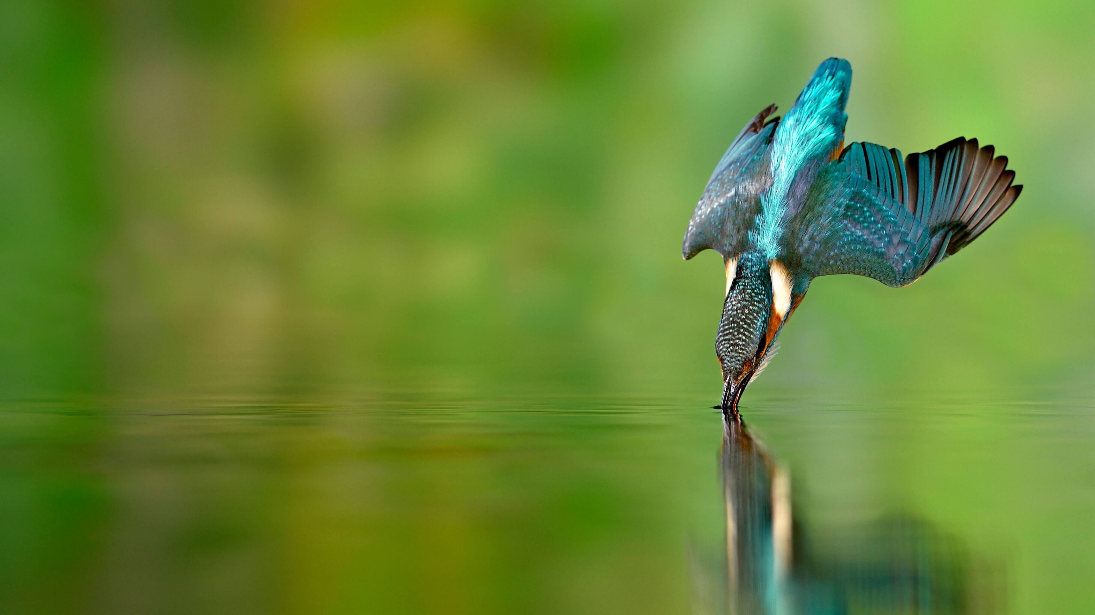 3840x2160 Kingfisher bird Wallpaper 4K, Flying bird, Catching a fish