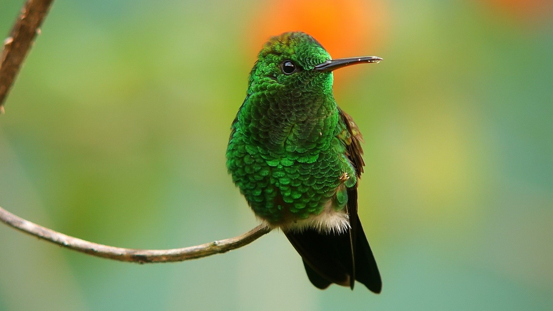 1920x1080 Green Birds Wallpaper